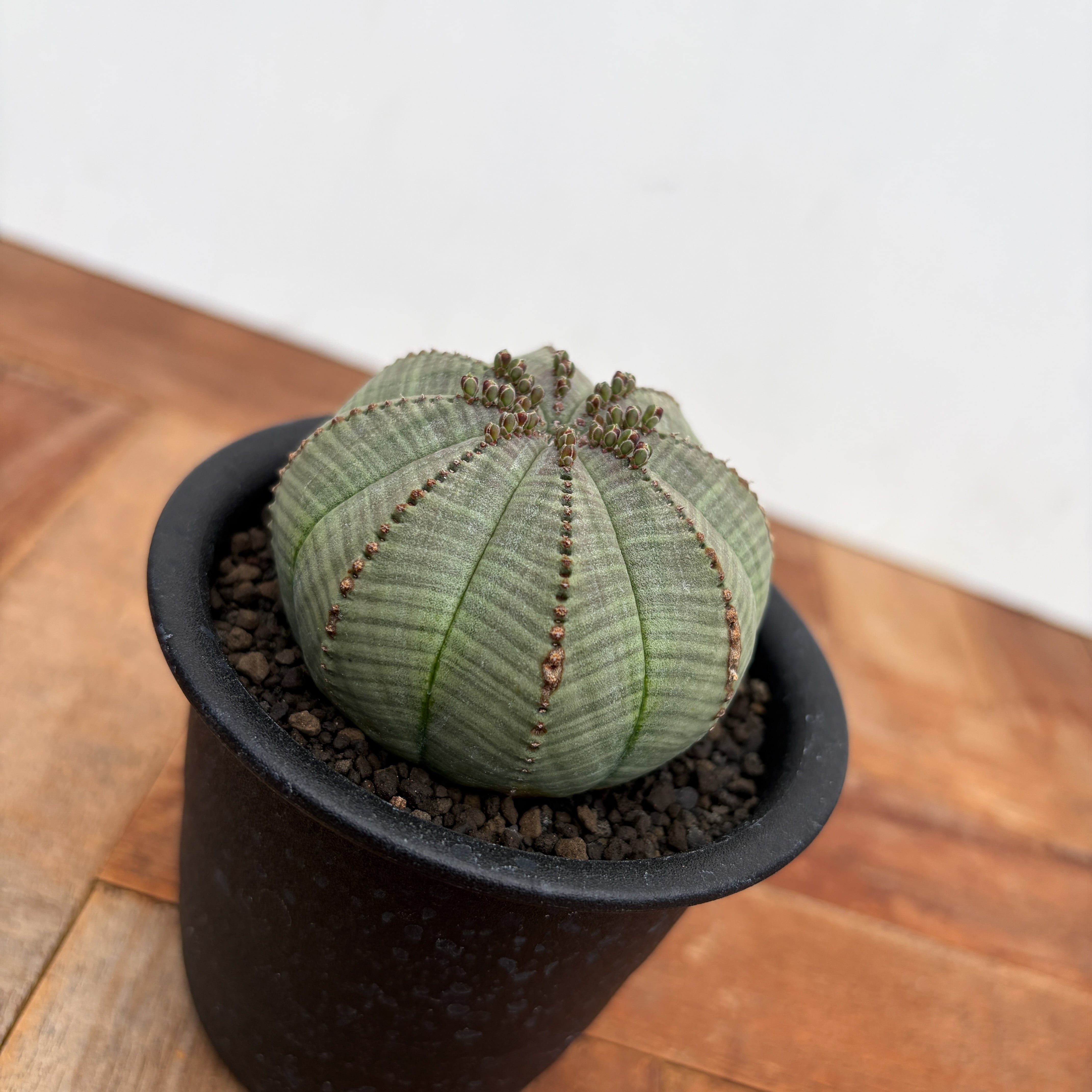 Euphorbia obesa【ユーフォルビア・オベサ・実生】 | RIMO'S GREEN