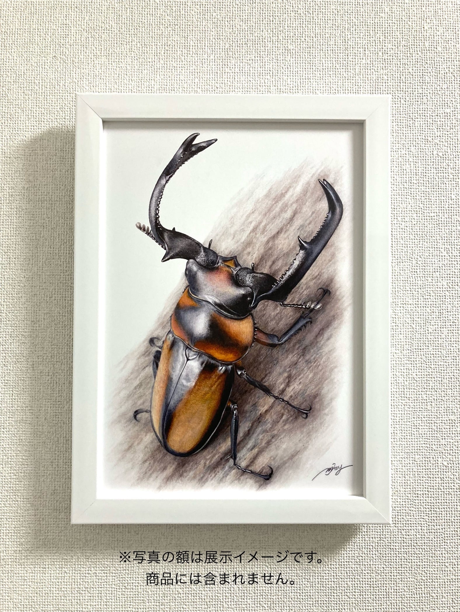 昆虫イラスト 色鉛筆画（プリント）スペキオススシカクワガタ | Pay ID