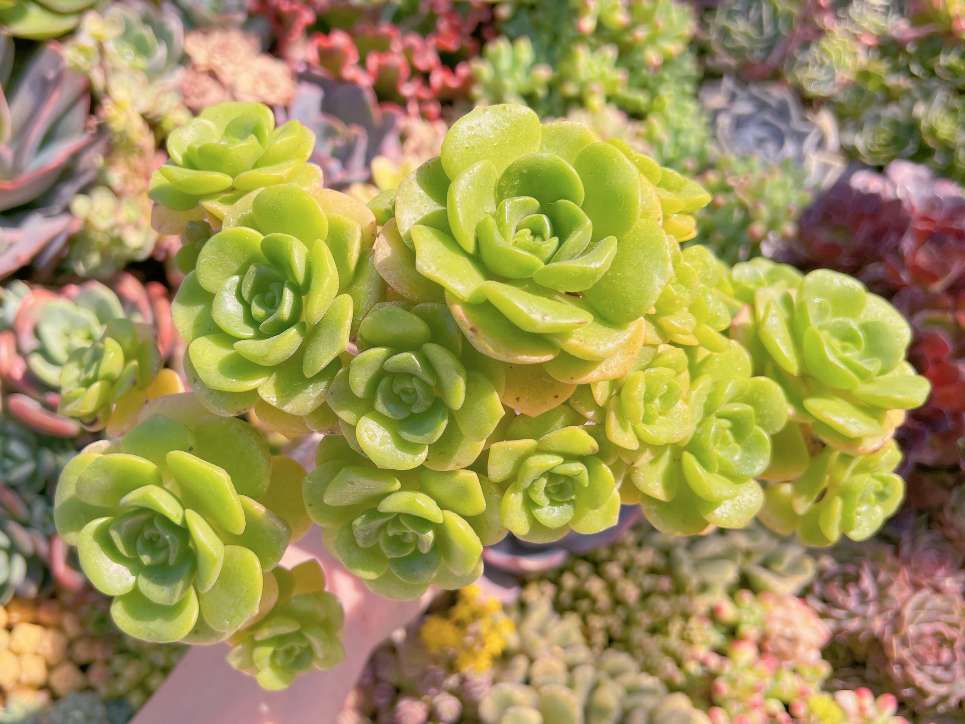 現品　リリーパット#2197   群生　古株　るる農園