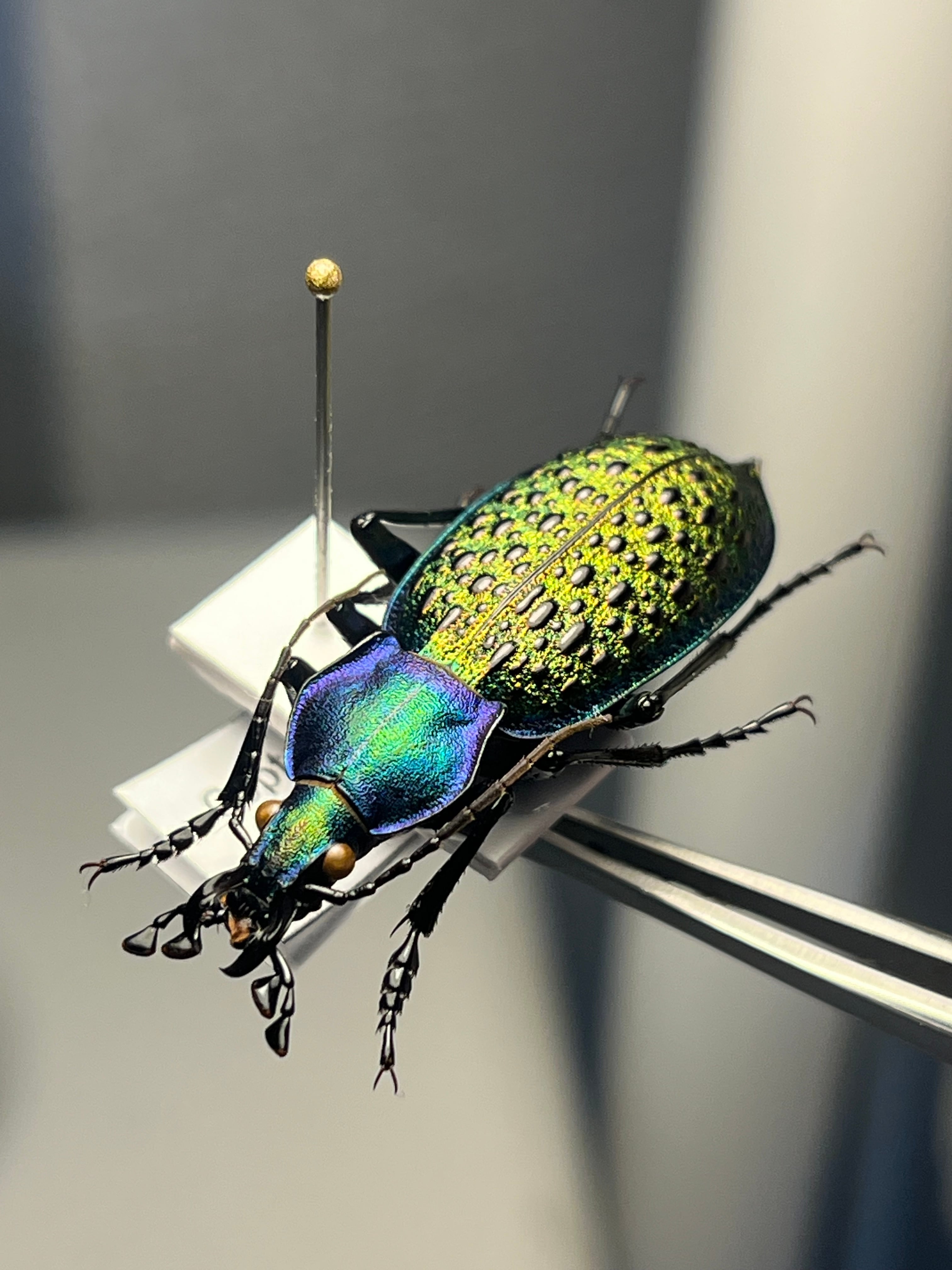 アグリアスクラウディナサルダナパルス♂ ミイロタテハ 蝶標本 甲虫