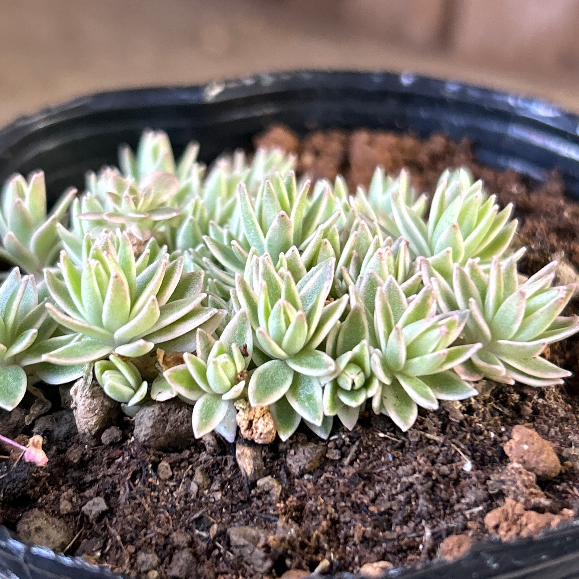 覆輪万年草(笹姫 | RuPo 多肉植物専門店