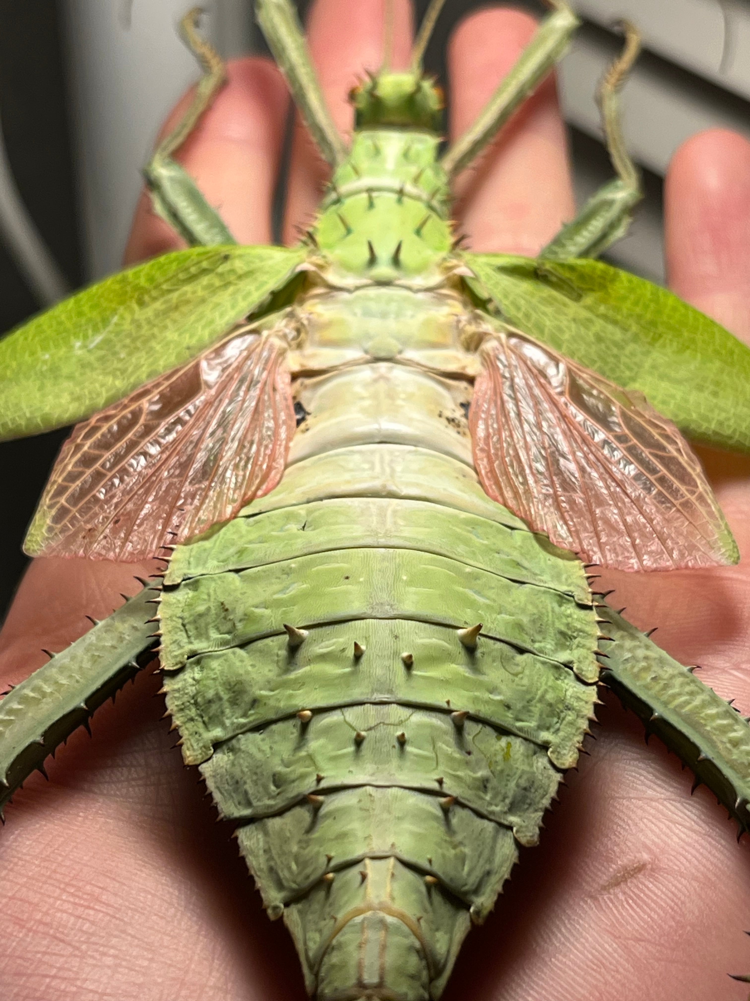 【特大極美】サカダチコノハナナフシ♀ 154mm コノハムシタランチュラ 特大極美】サカダチコノハナナフシ♀ 154mm コノハムシタランチュラ