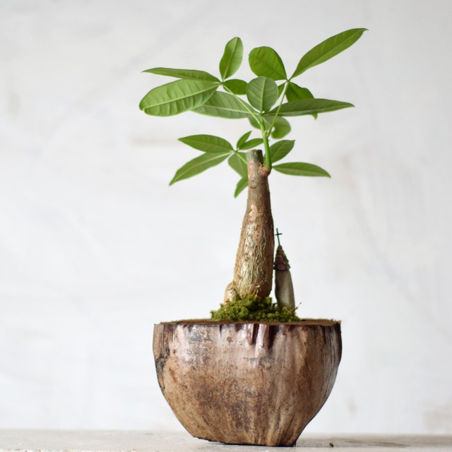 小人の庭 椰子の実の上のパキラ Echidna