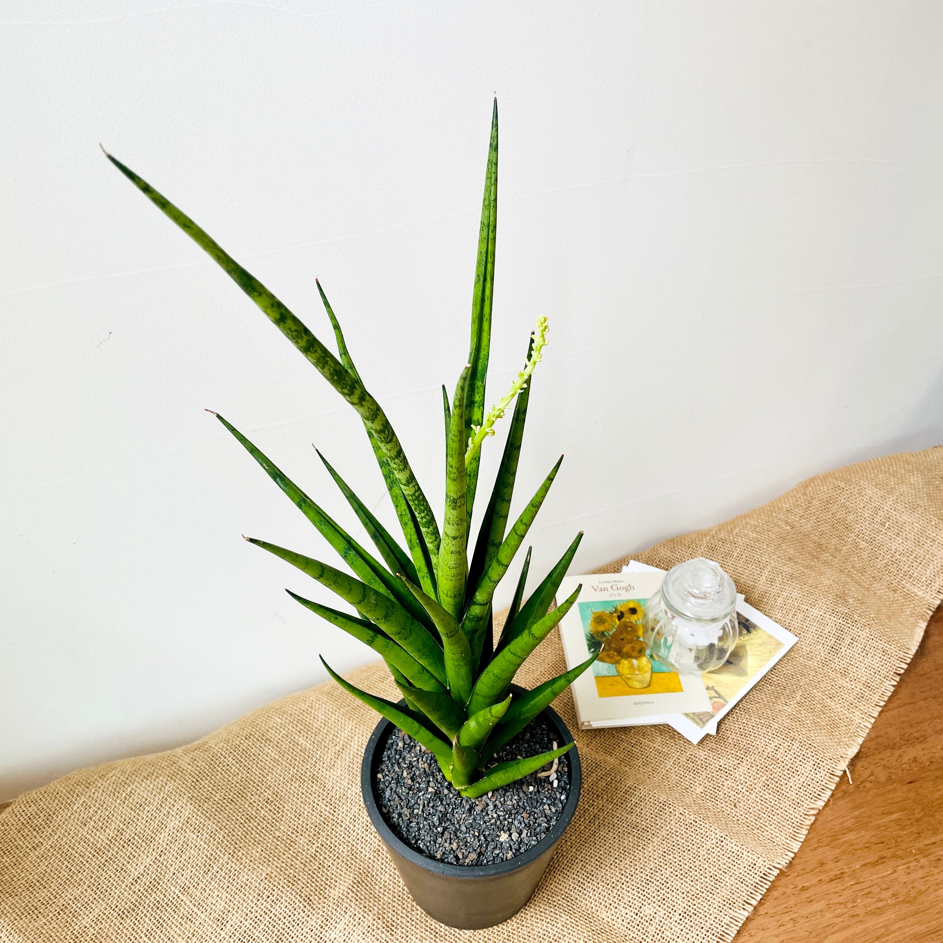 多肉植物 サンスベリア フランシシー 一点もの 現品発送 Borle Plants ボーレ プランツ