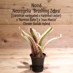 【送料無料】Neoregelia 'Brushing Zebra' (子株付き)〔ネオレゲリア〕現品発送N0116