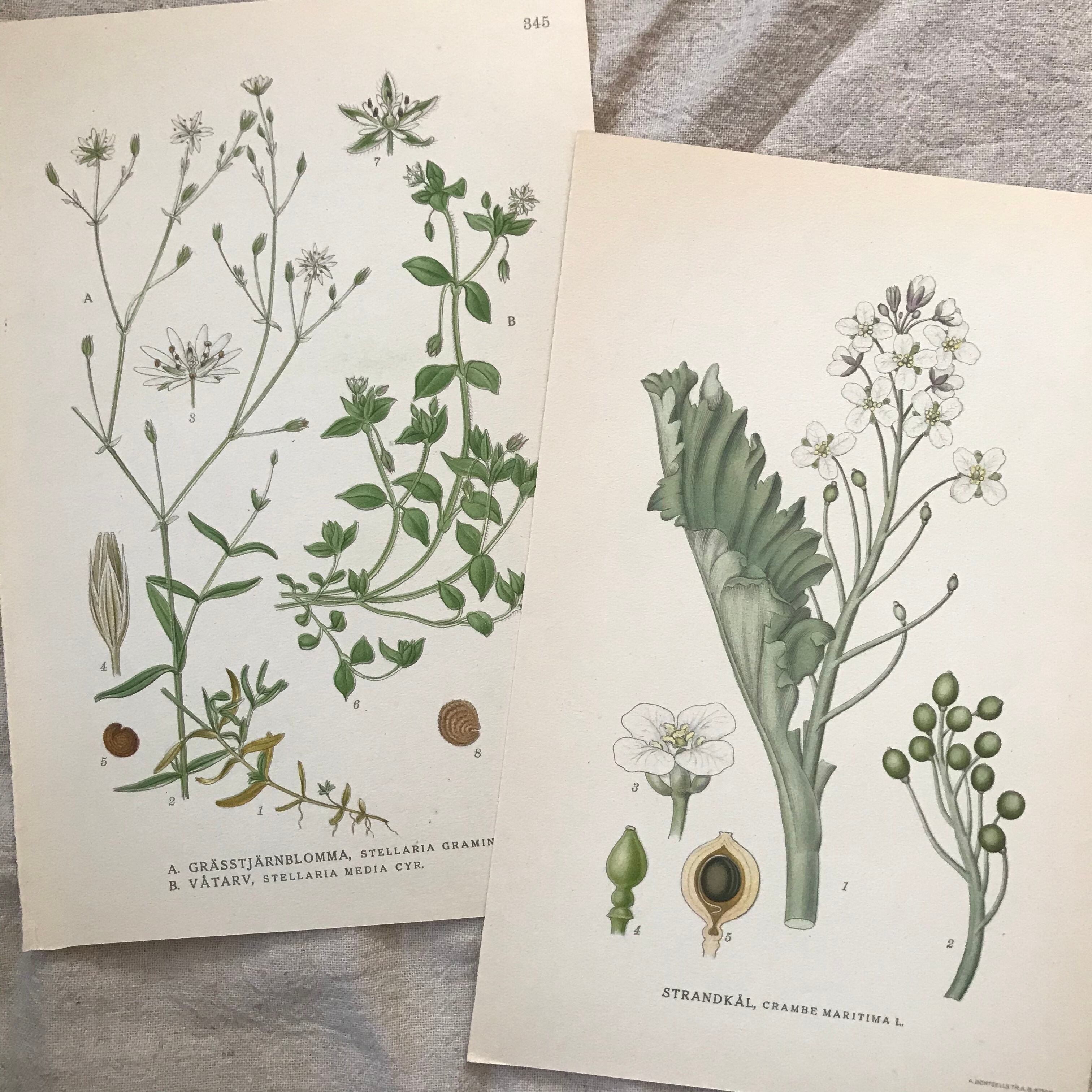 植物の紙セット14