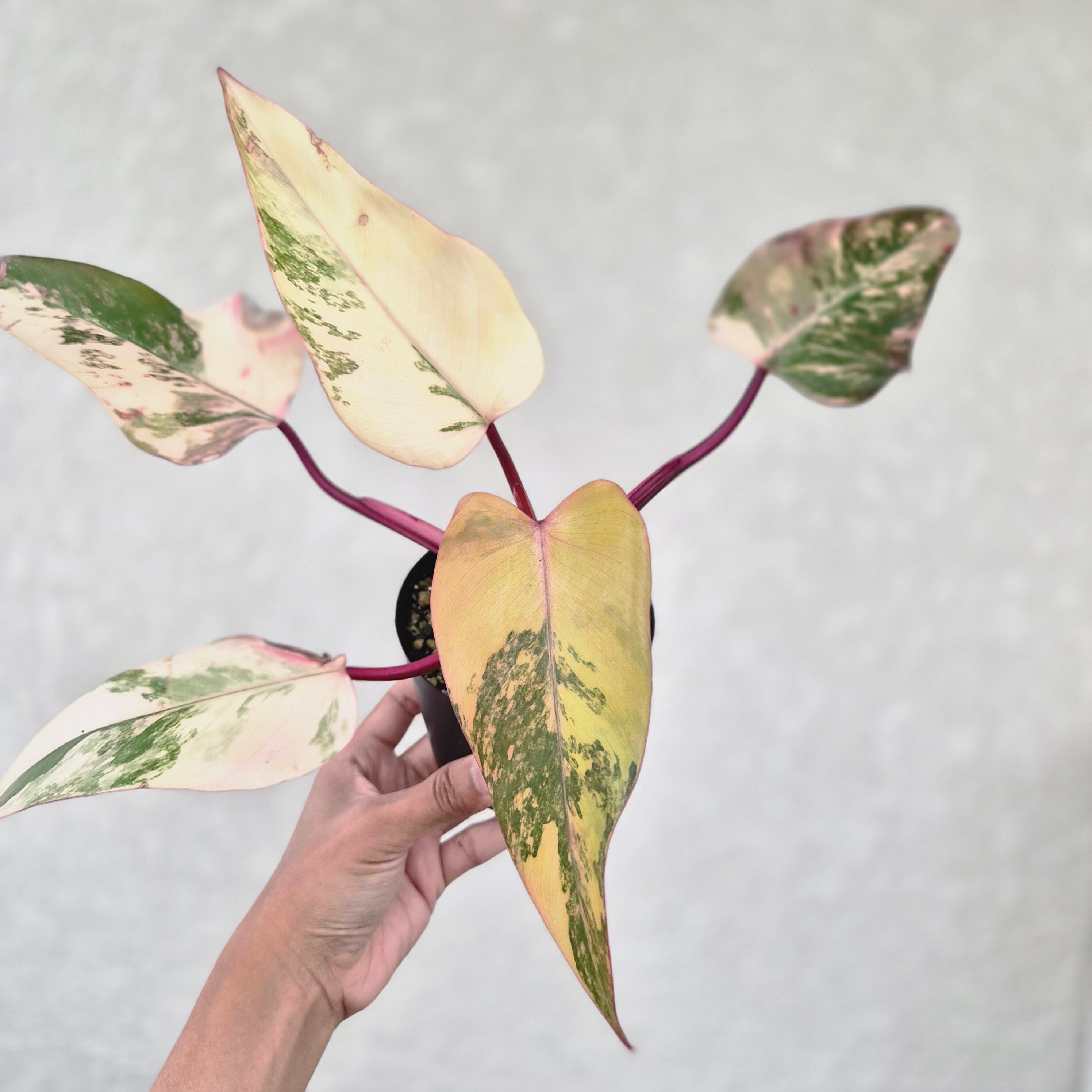 【Philodendron Strawberry Shake】フィロデンドロン ストロベリーシェイク斑入り ポット発送