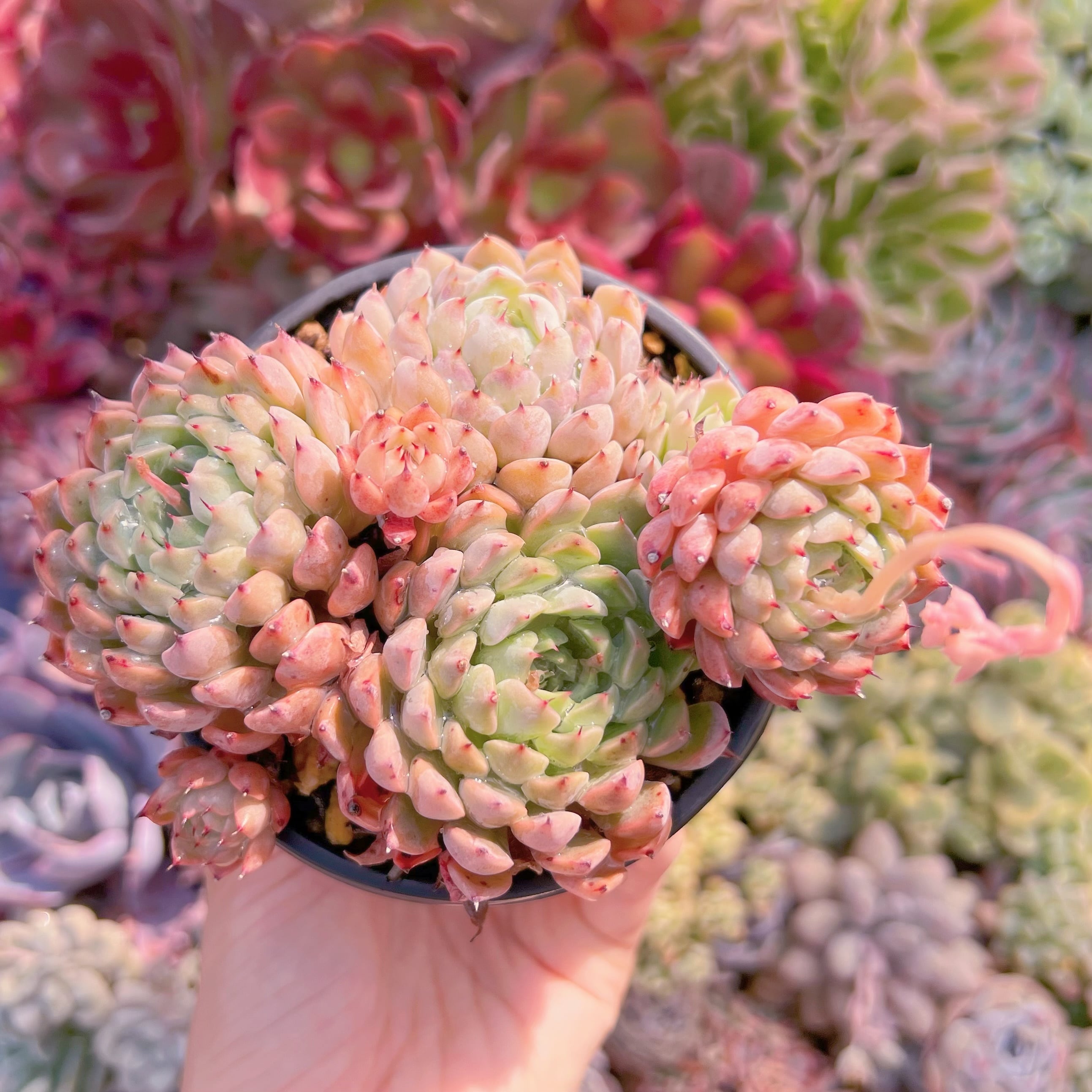 現品　芍薬#798　古株　るる農園