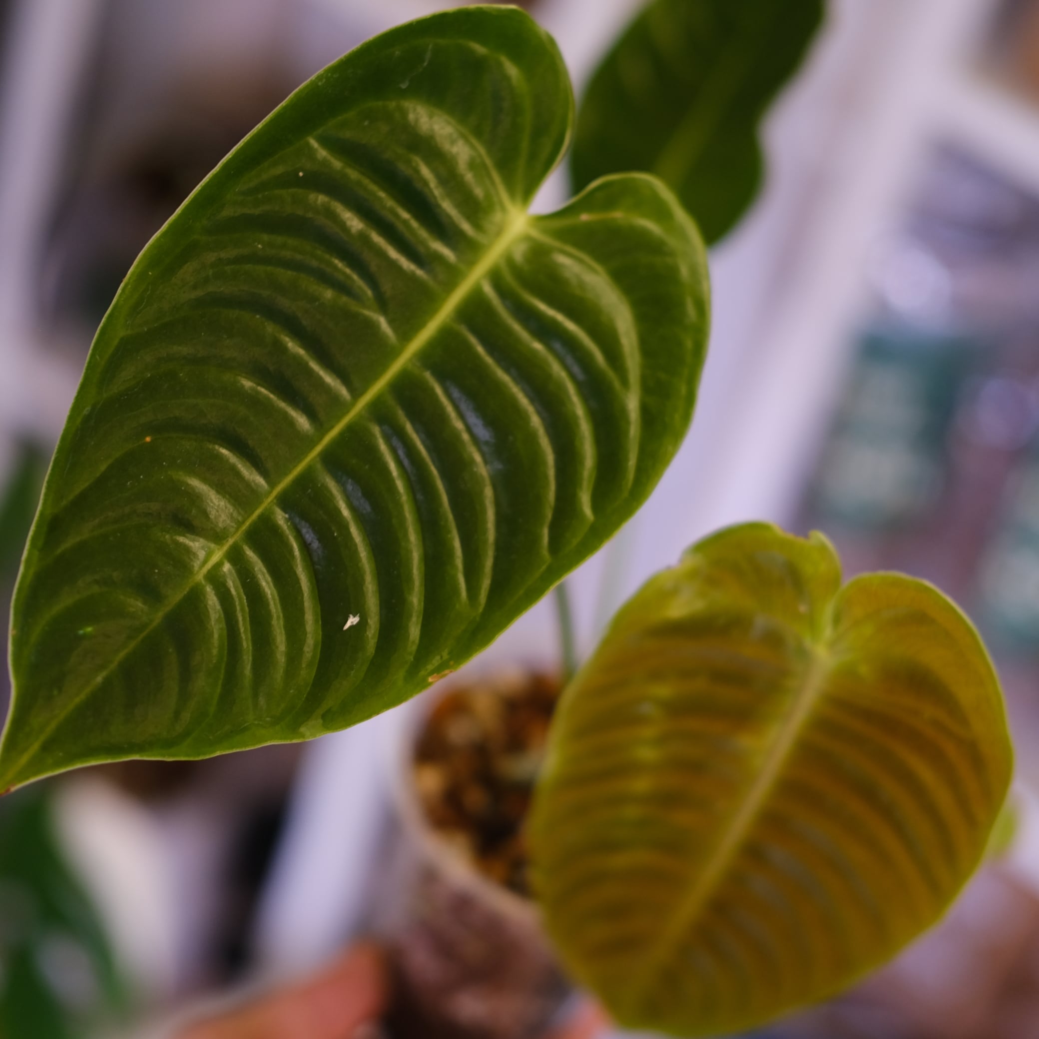 アンスリウム・ベイチー│Anthurium Veitchii⑤│観葉植物