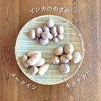 【数量限定】ねっこ自然農園の自然栽培じゃがいも3種 食べ比べセット