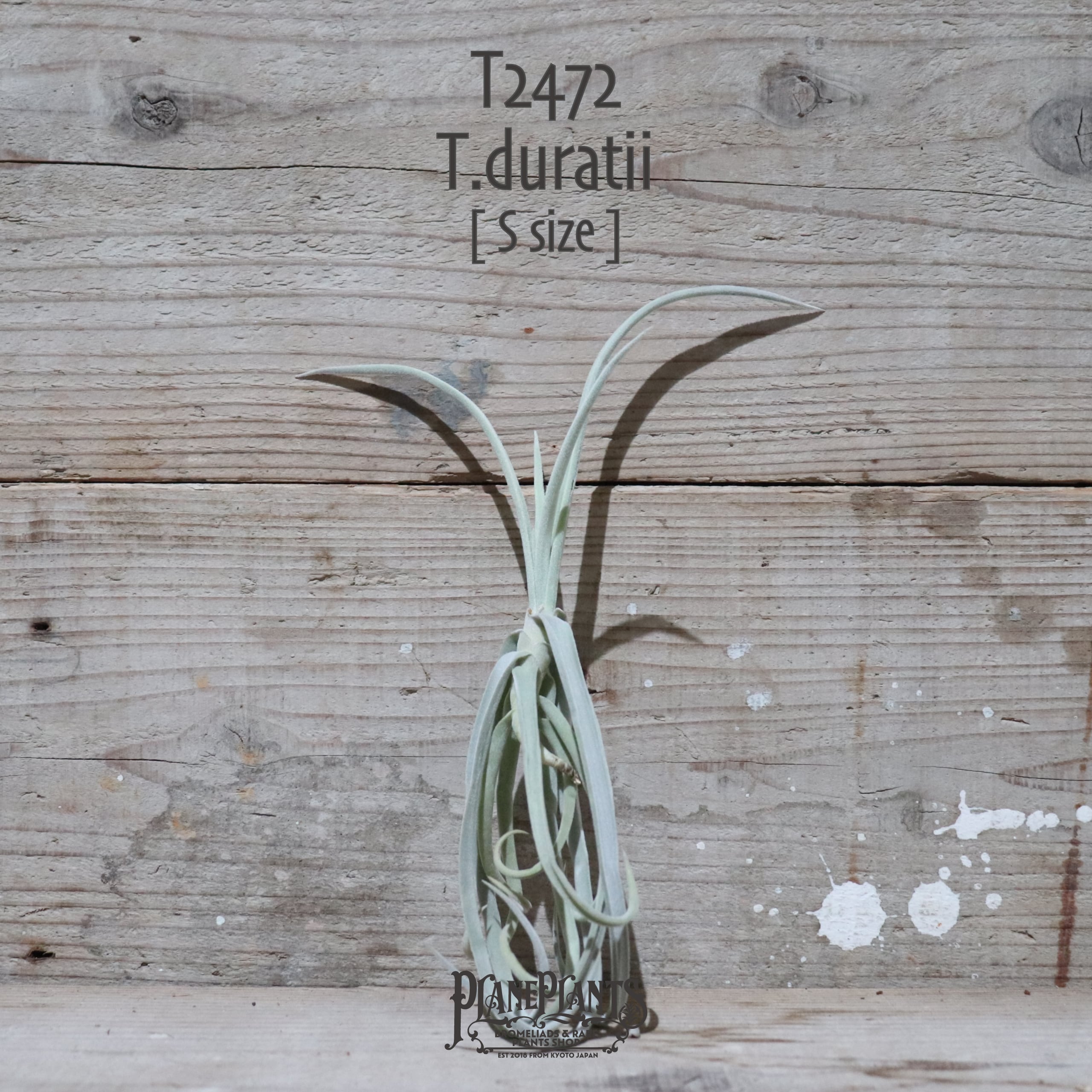 【送料無料】duratii S〔エアプランツ〕現品発送T2472