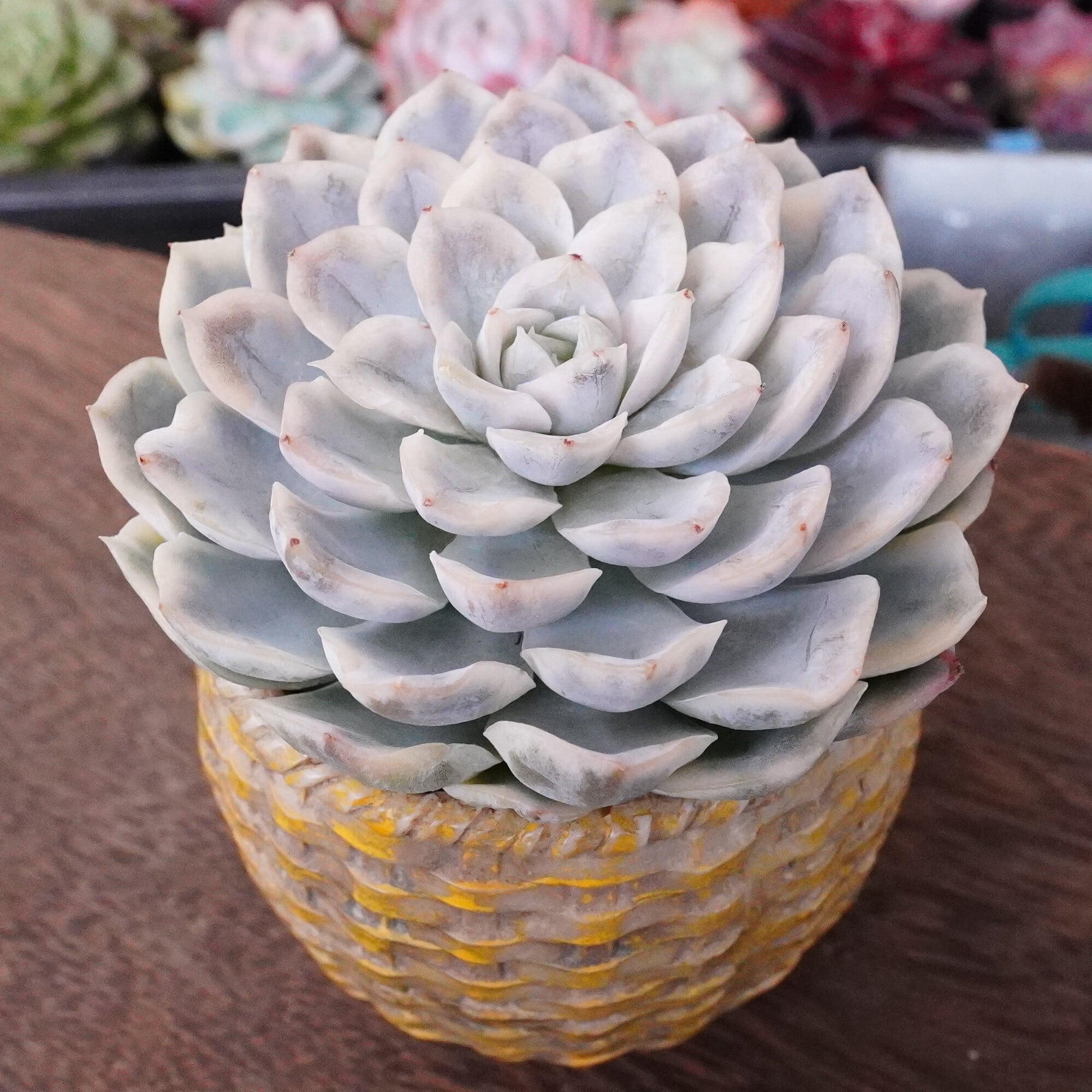 園芸ネット本店｜エケベリア韓国苗：カット苗 7株セット の通販【公式