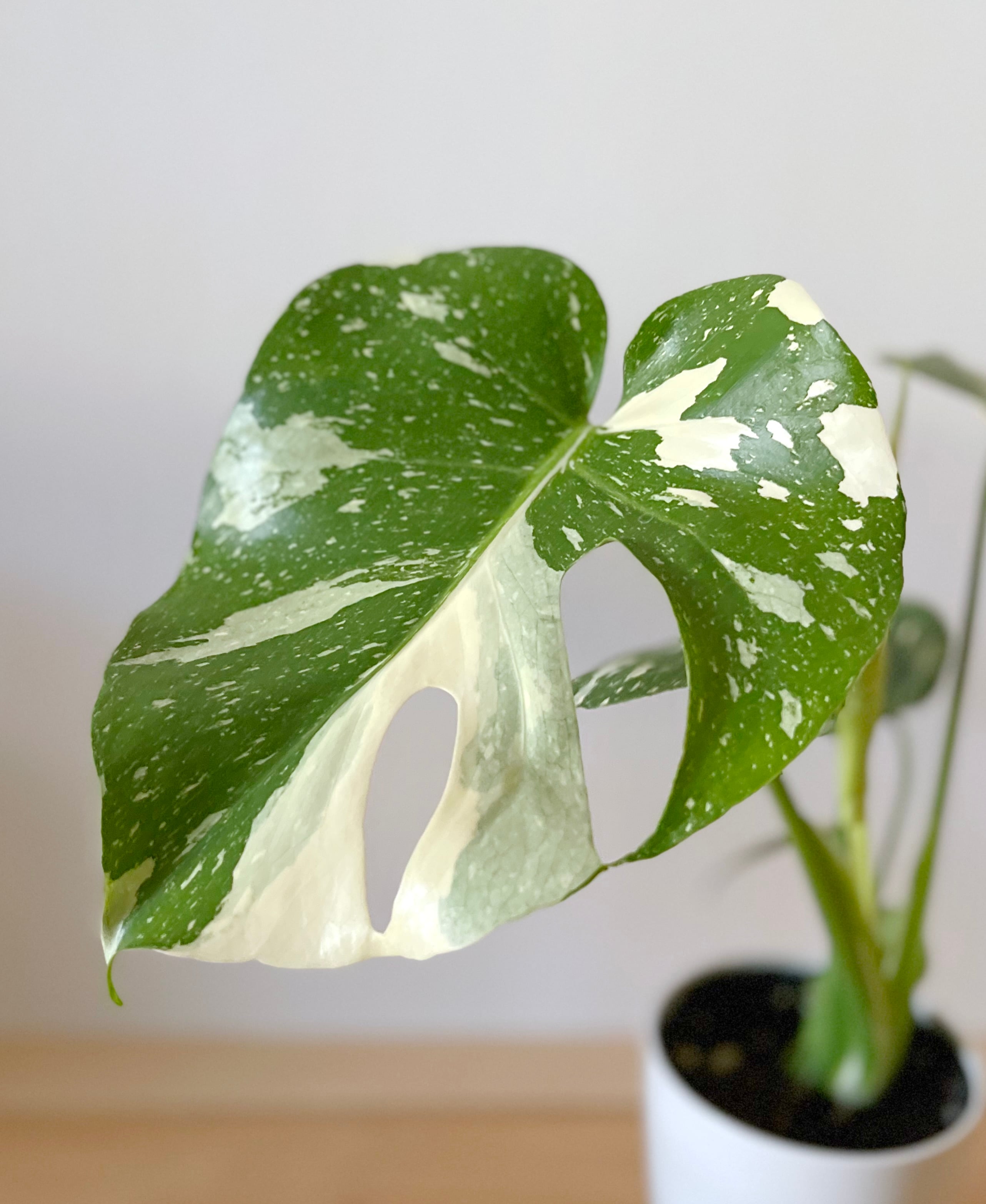 斑入りモンステラ | Flower Works Coco +