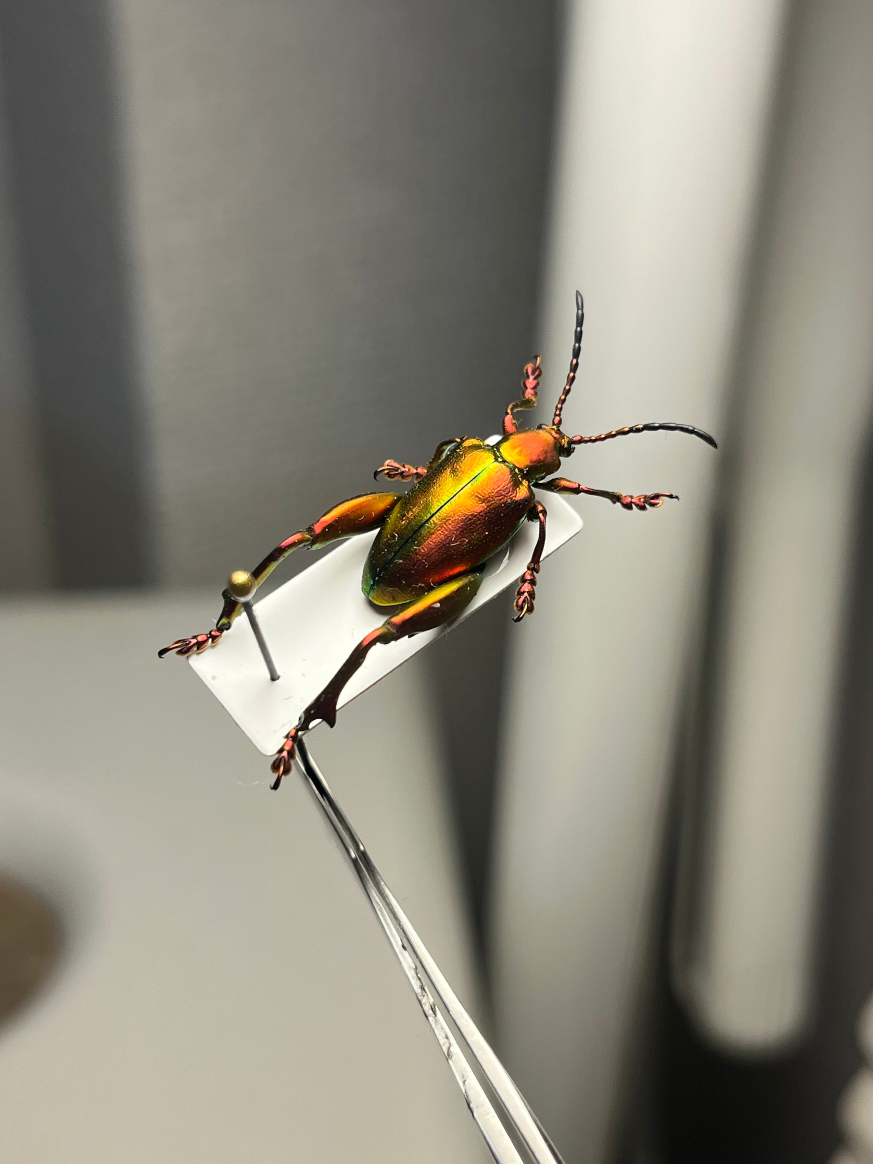 ミドリモモブトハムシ レッドフォーム 標本 プラチナコガネ タマムシ