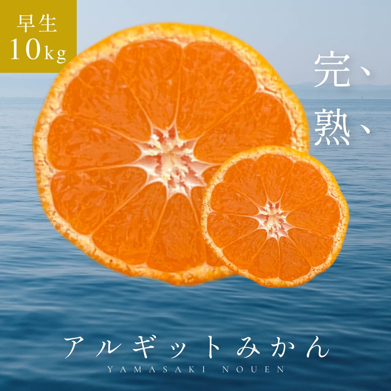 みかん かねひろの黒酢みかん（小玉） 【7営業日以内発送】 【2026年1月下旬