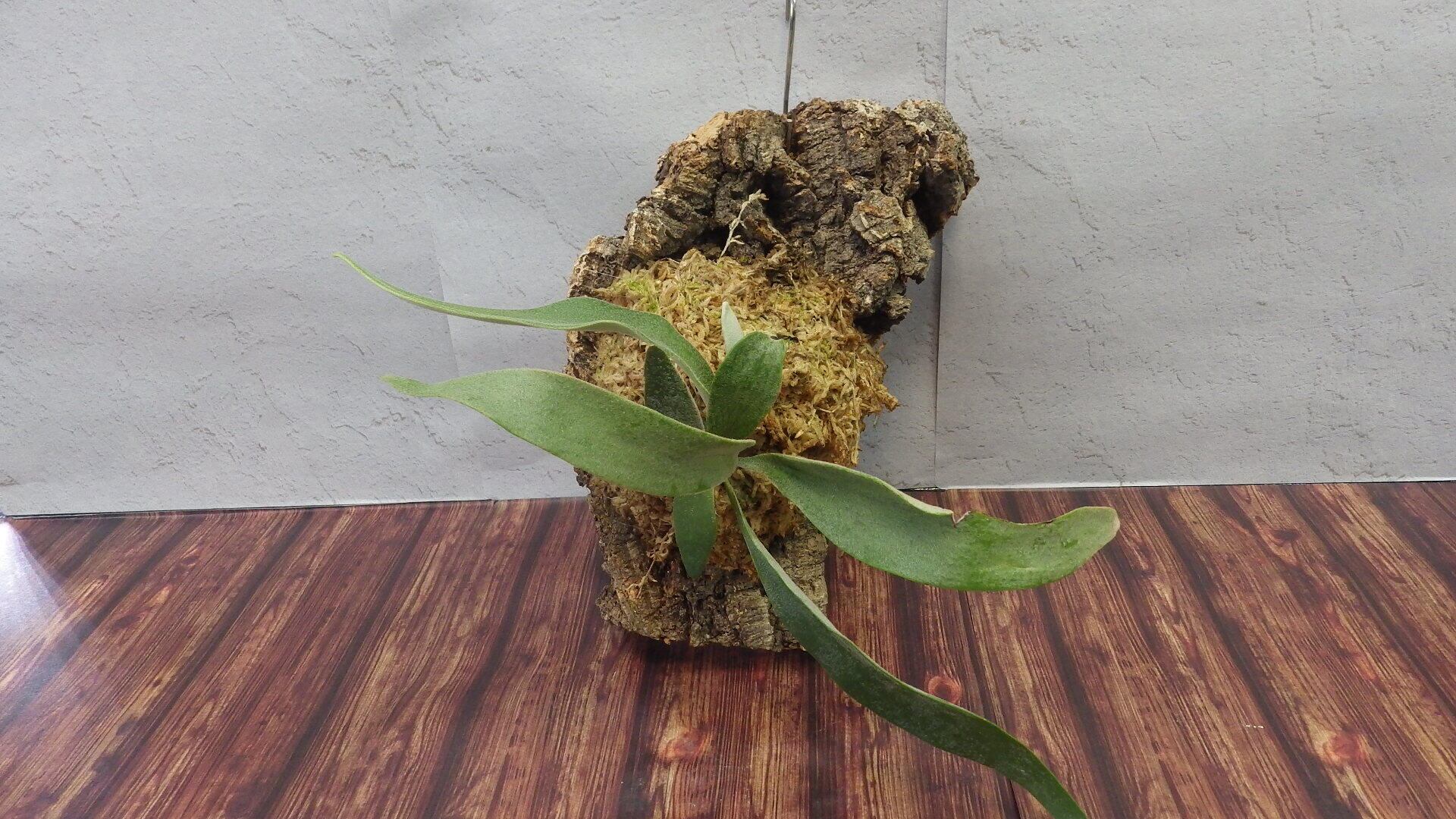 ビカクシダ ベイチー コルク付けビカクシダ ベイチー コルク仕立て①