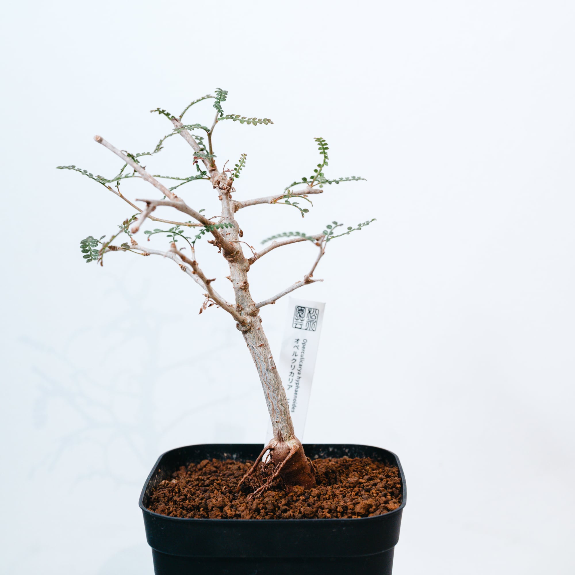 フィロデンドロン・バールマルクス斑入り（Philodendron Burle Marx