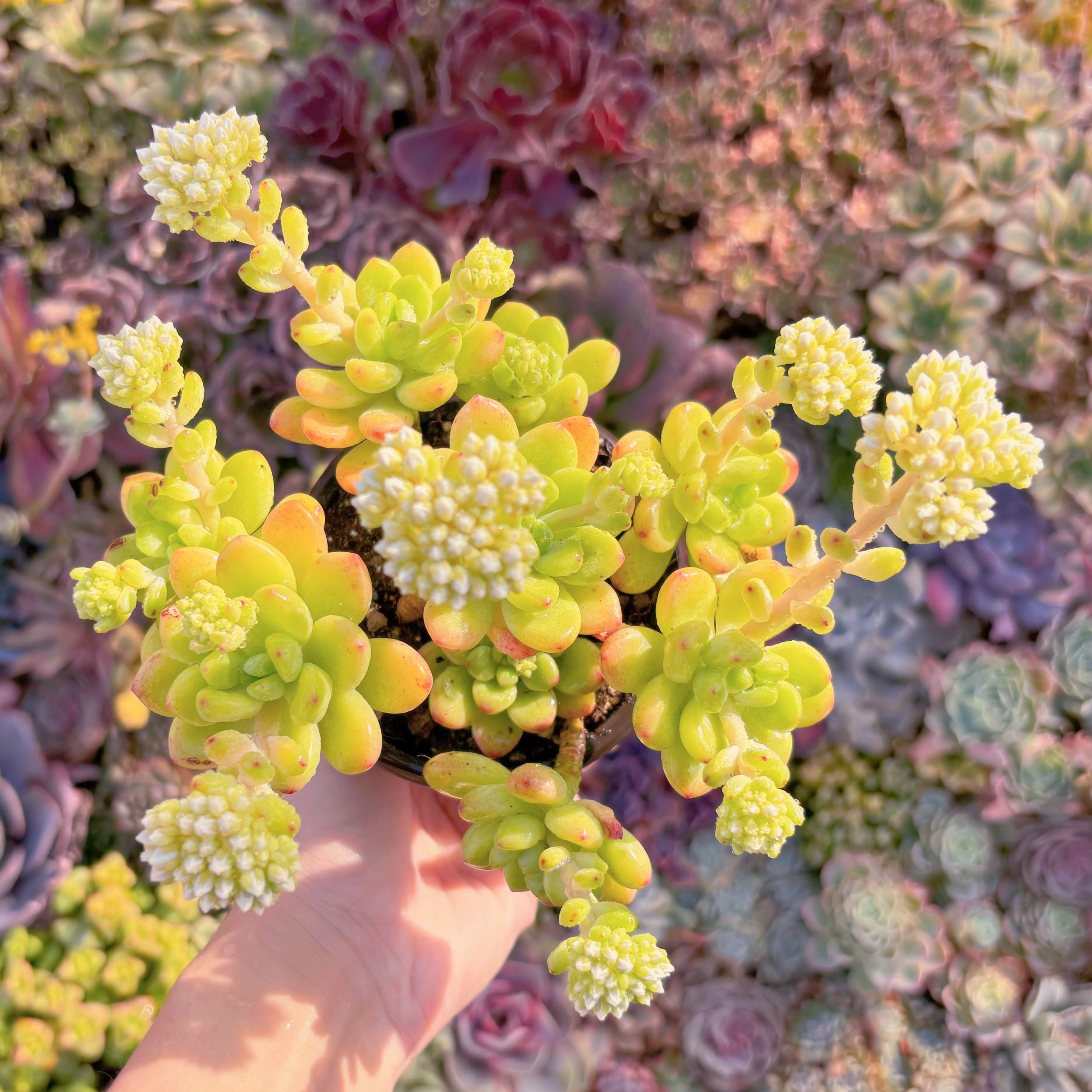 現品　シャングリラ#M034　るる農園