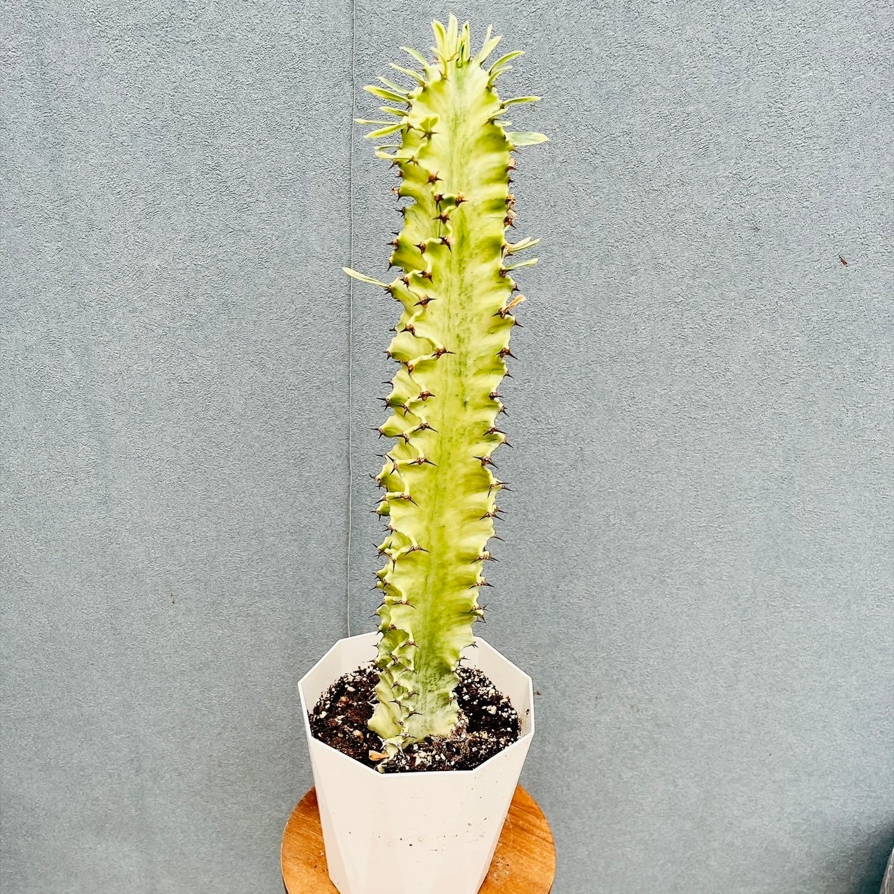 現品］E フェニックスロベレニー 8号 観葉植物 室内 ヤシ 南国風