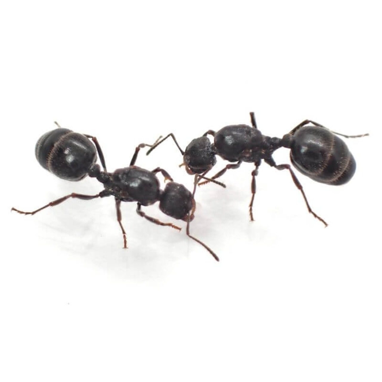 クロナガアリ｜女王3匹｜コロニー｜Messor aciculatus