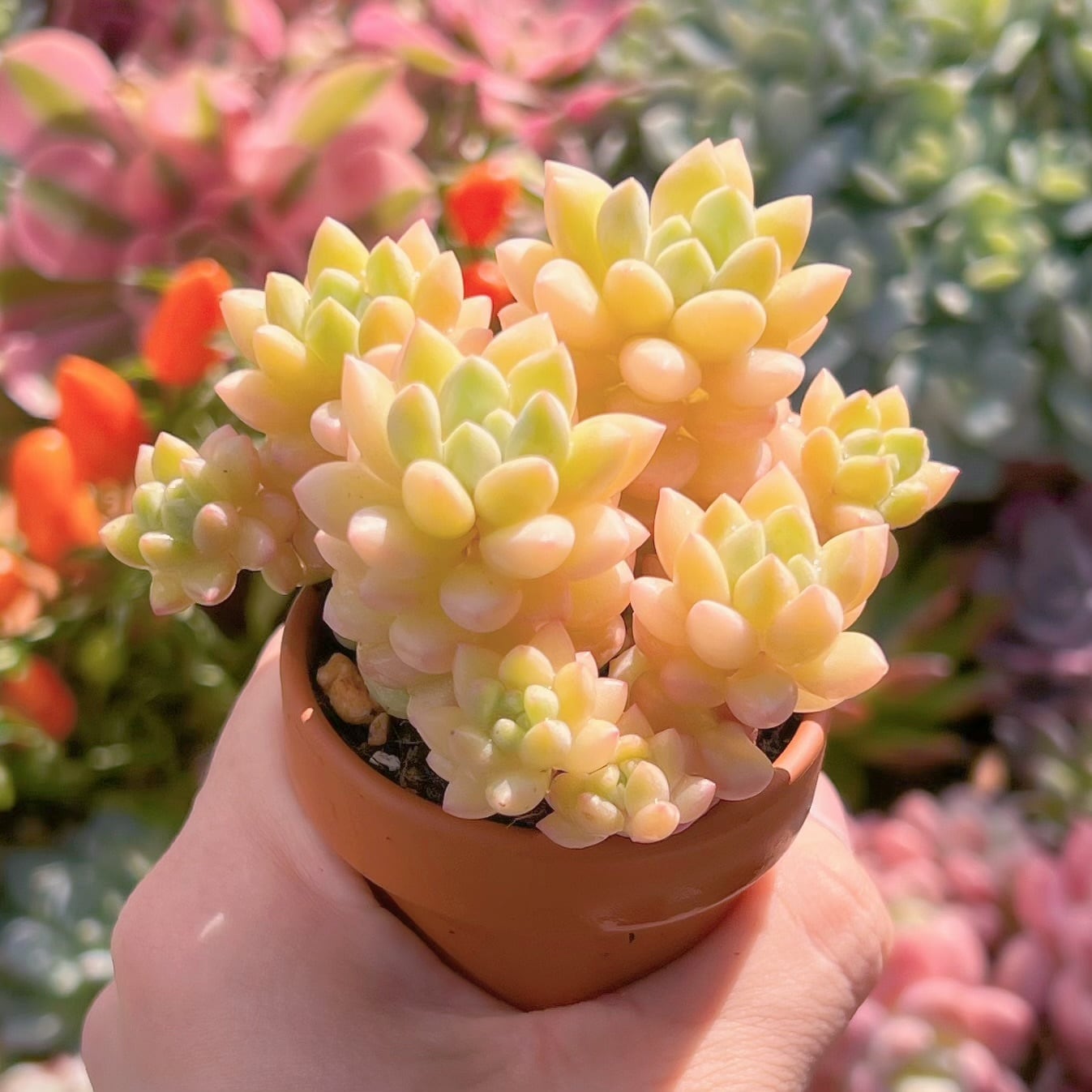 多肉植物 ピンクパールsp 新入荷 るる農園 | るる農園~多肉植物専門