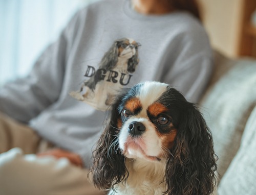 Cavalier　キャバリア　スウェット