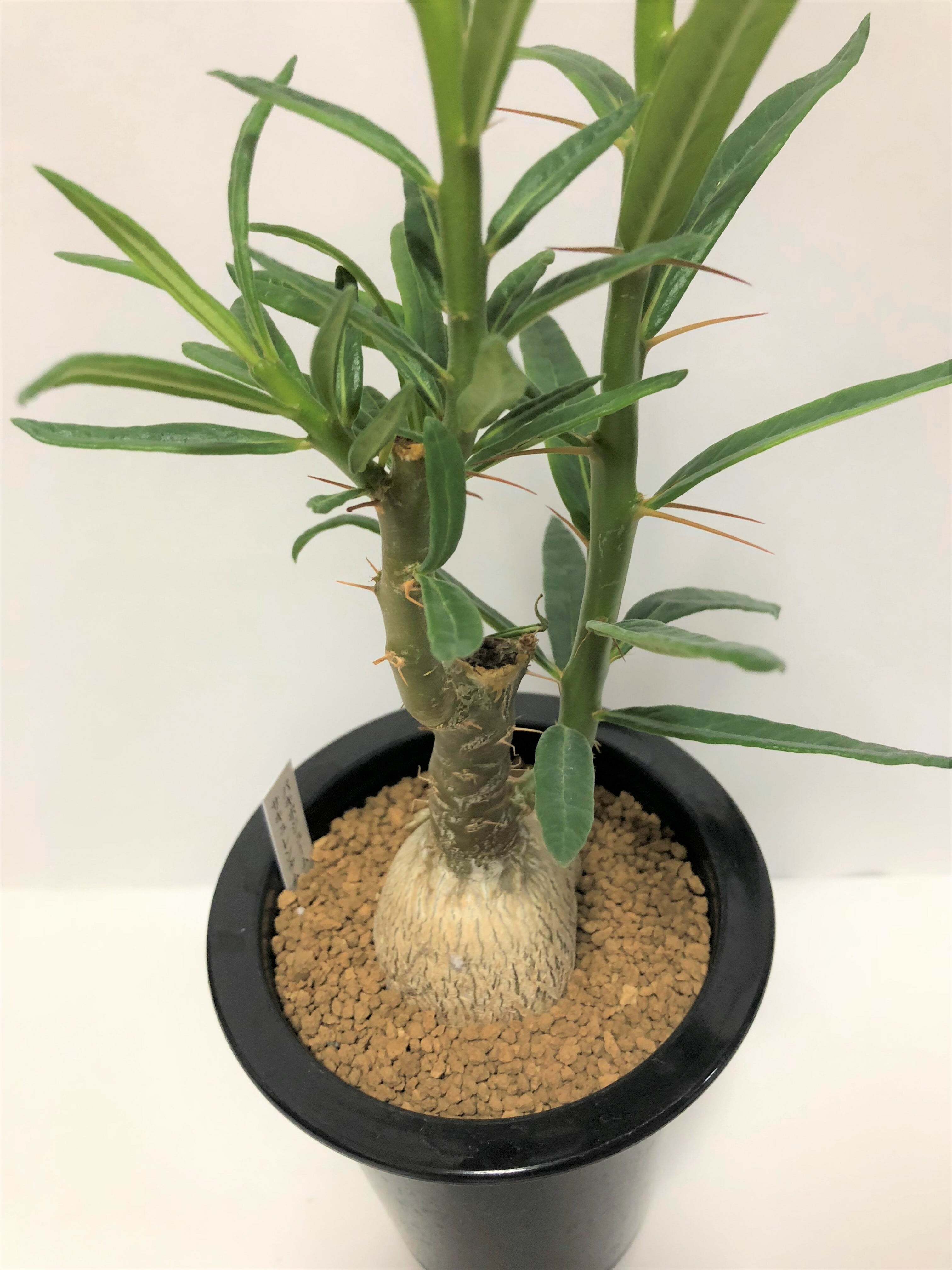 Pachypodium succulentum パキポディウム サキュレンタム 天馬空 塊根