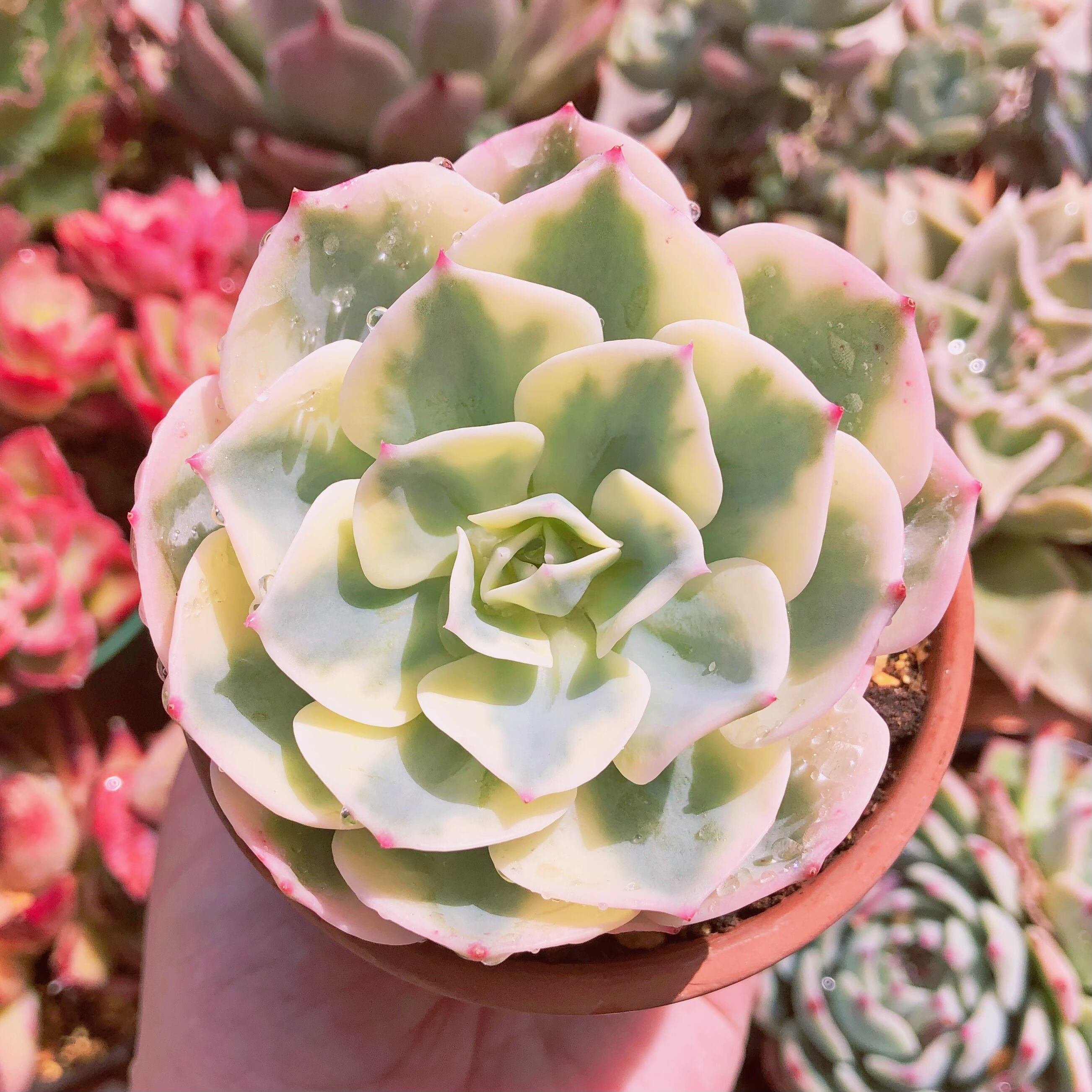 多肉植物　ルノーディン　