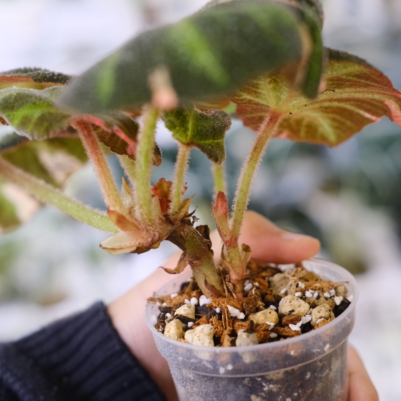 Begonia soli mutata Variegated / ベゴニア ソリムタータ バリエガータ ピンク②