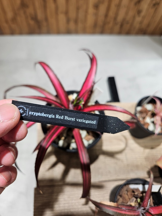 cryptobergia Red Burst variegated  【artPLANTs/PLANTS GARAGE】 クリプタンサス/ブロメリア