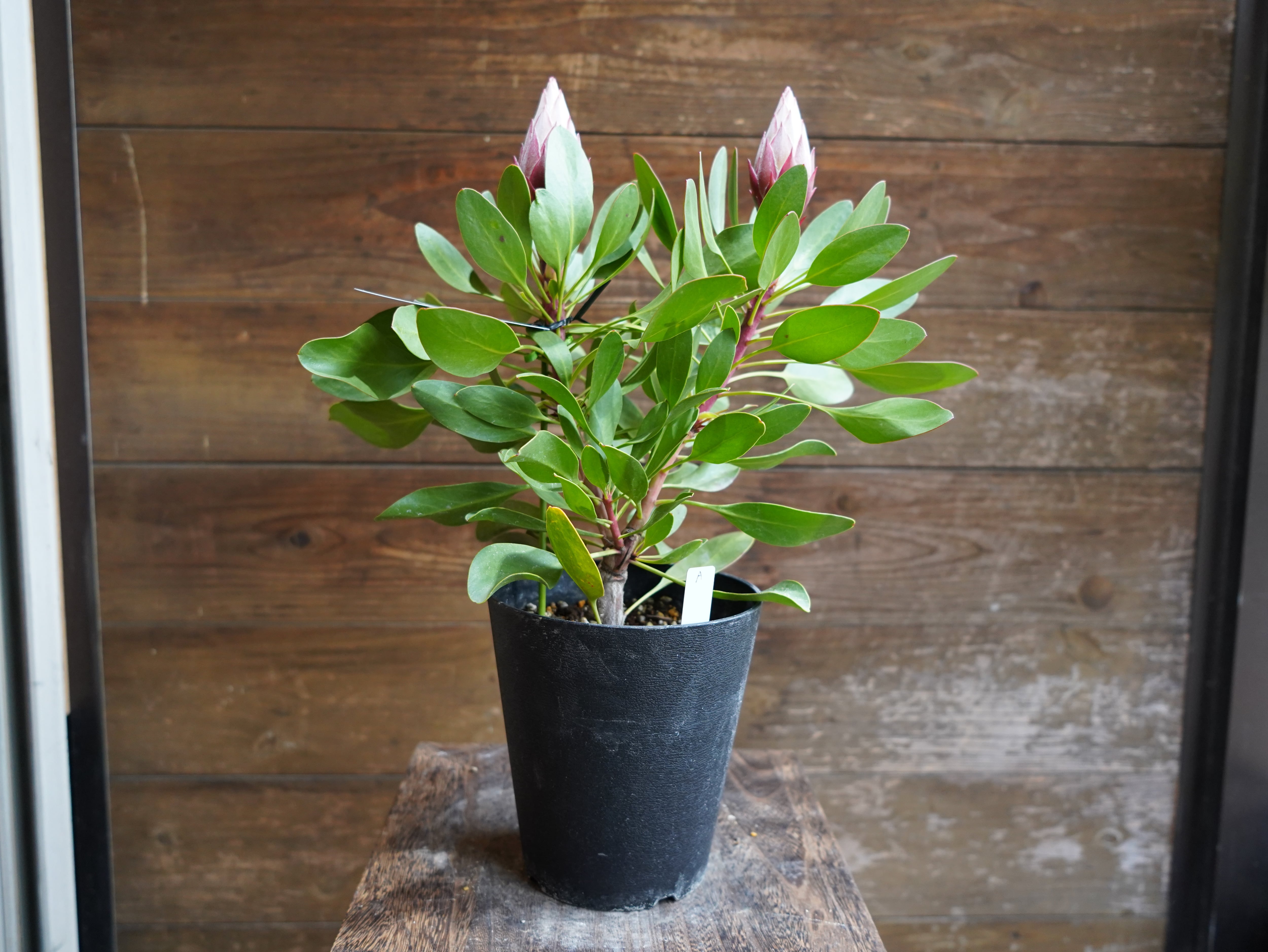 【現物】プロテア　”リトルプリンス”　A