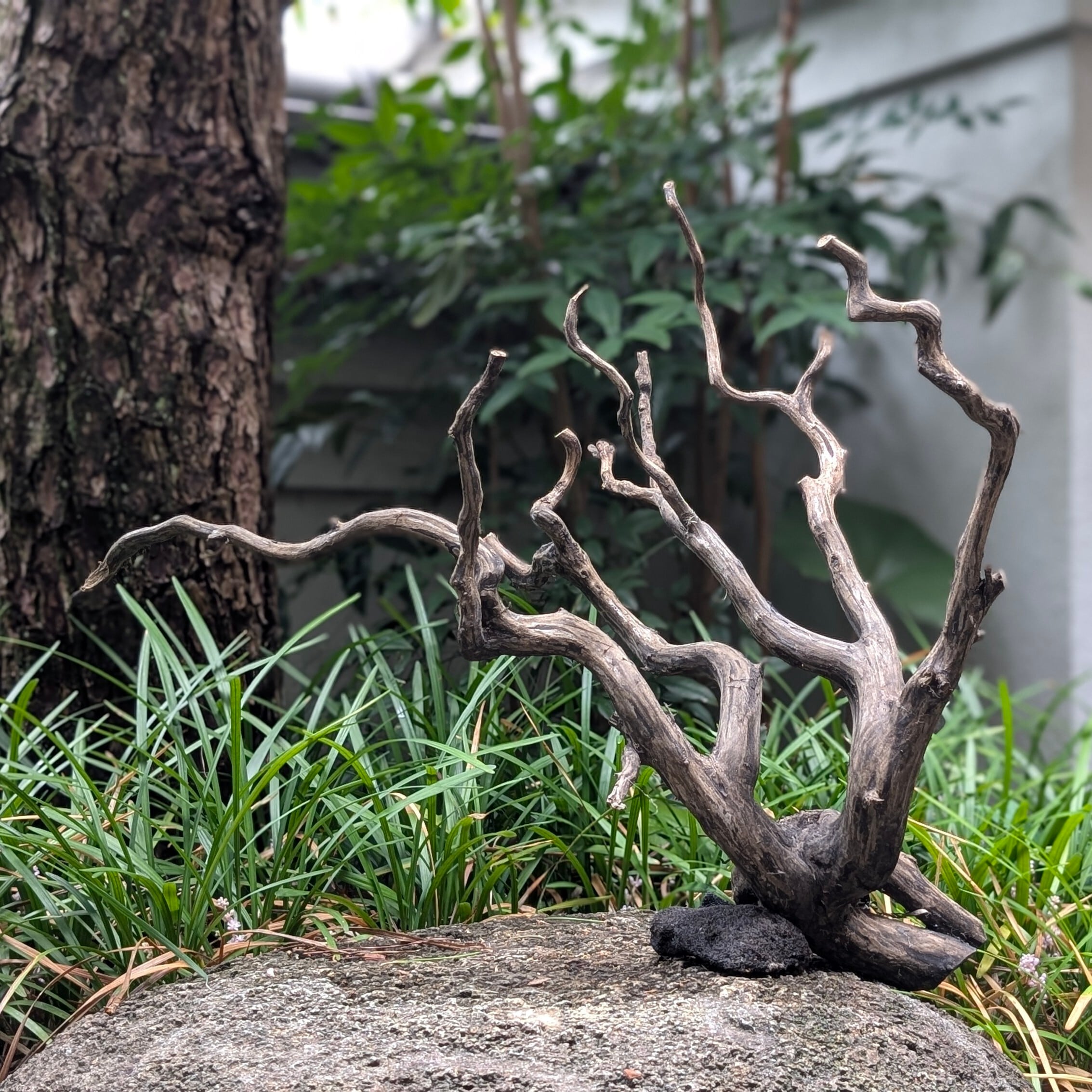 ブラックスマトラブランチウッド【BSB100】流木 アク抜き処理