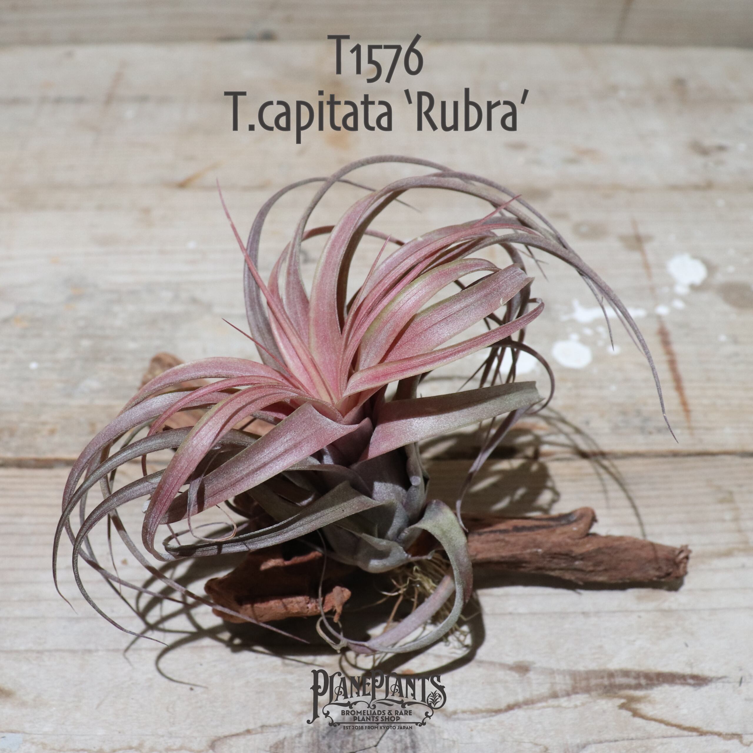 【送料無料】capitata 'Rubra'〔エアプランツ〕現品発送T1576