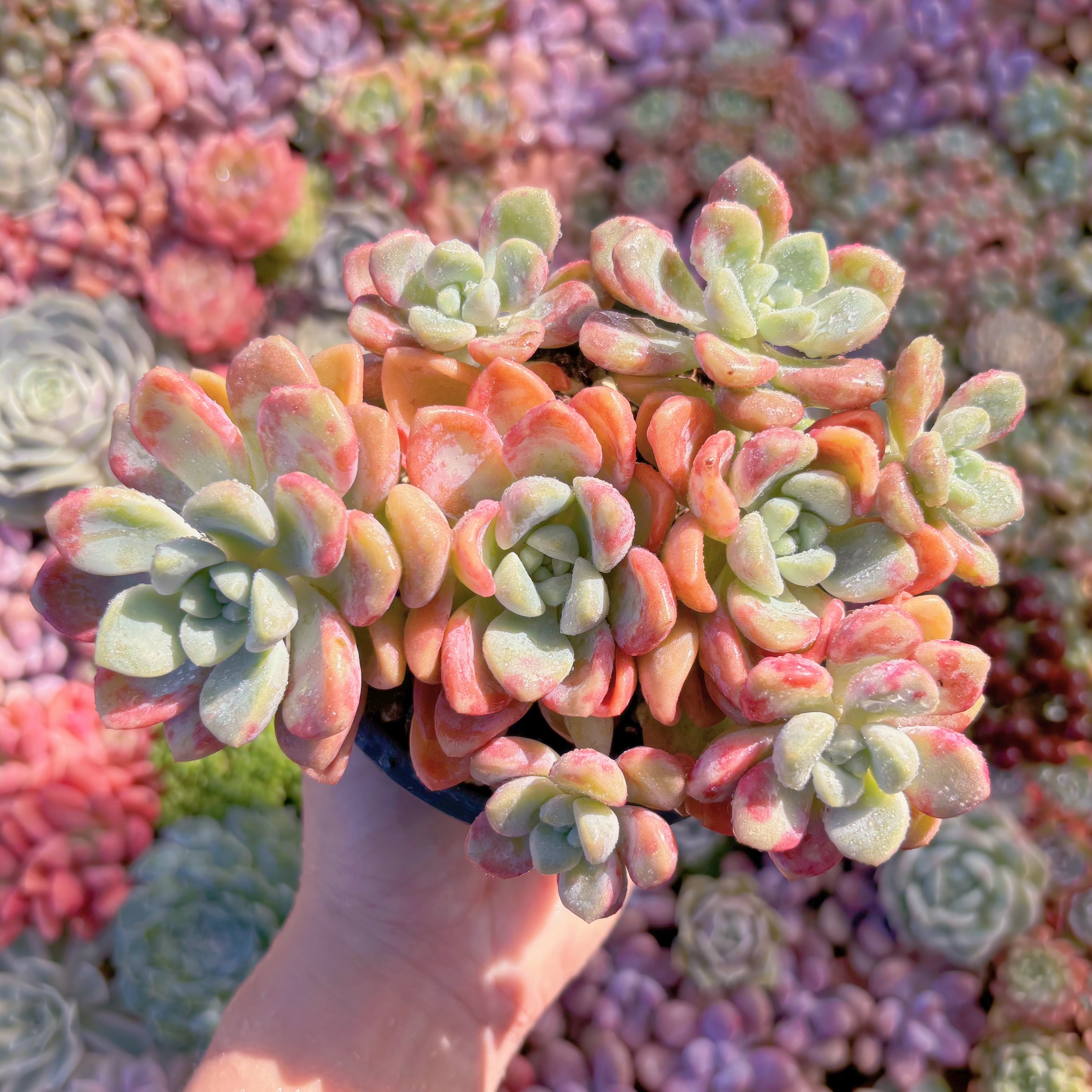 多肉植物　ラブリーディア　群生　新入荷　るる農園