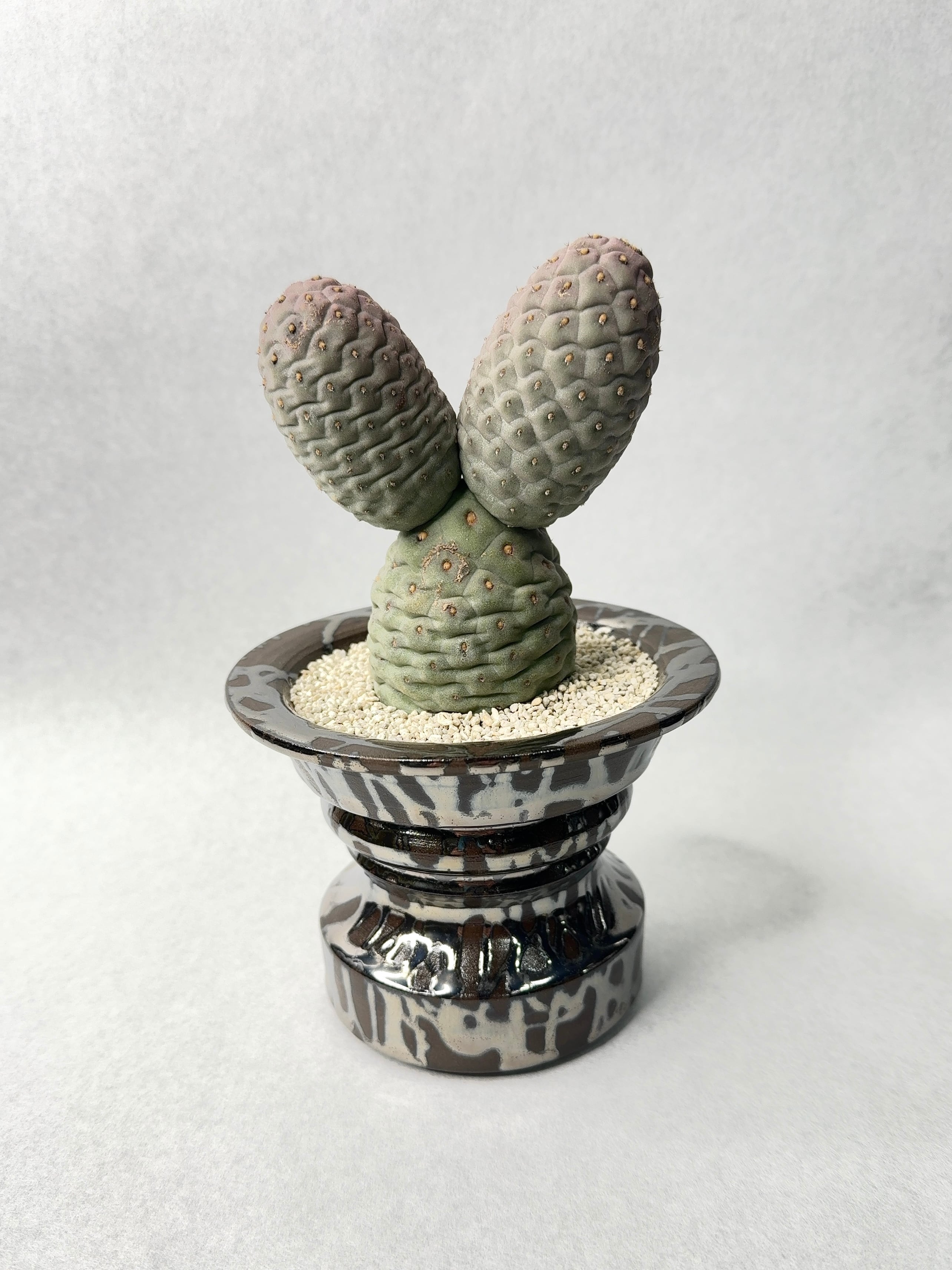 テフロカクタス・ゲオメトリクス | trigger