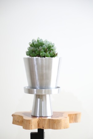 【S】ハオルチア クーペリー/Haworthia cooperi　※アルミポット付き