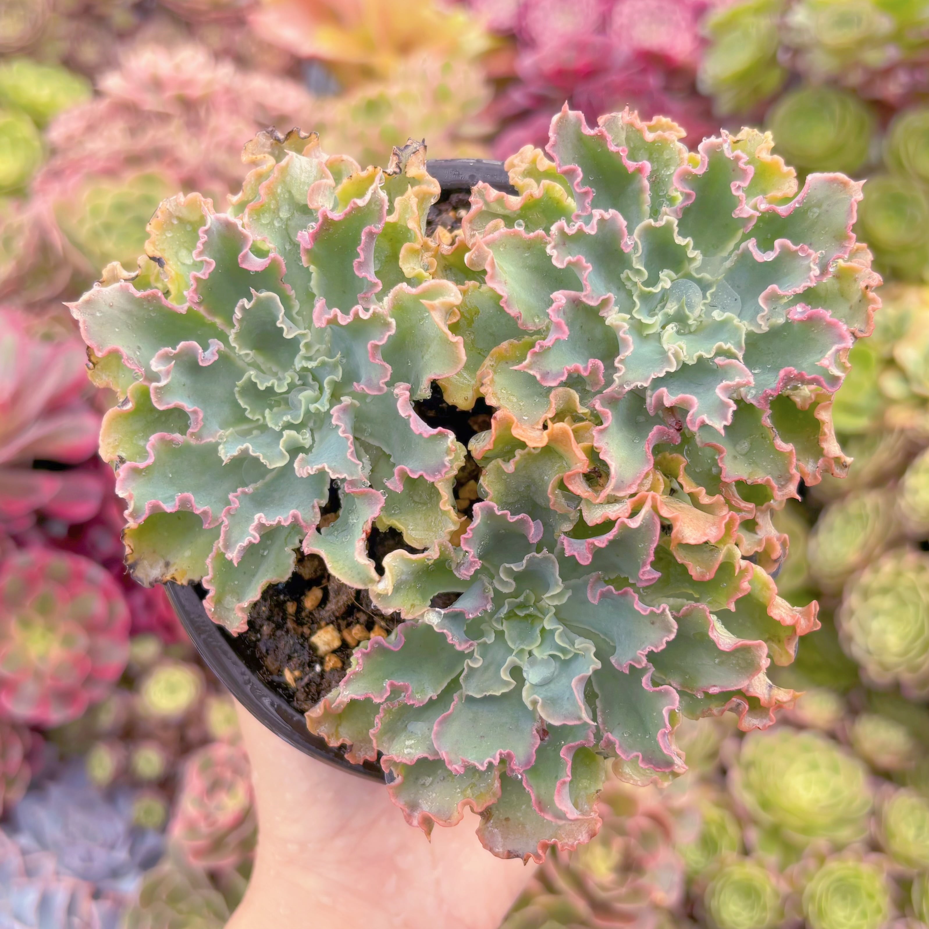 現品　Blue Curls#K435　大群生　るる農園