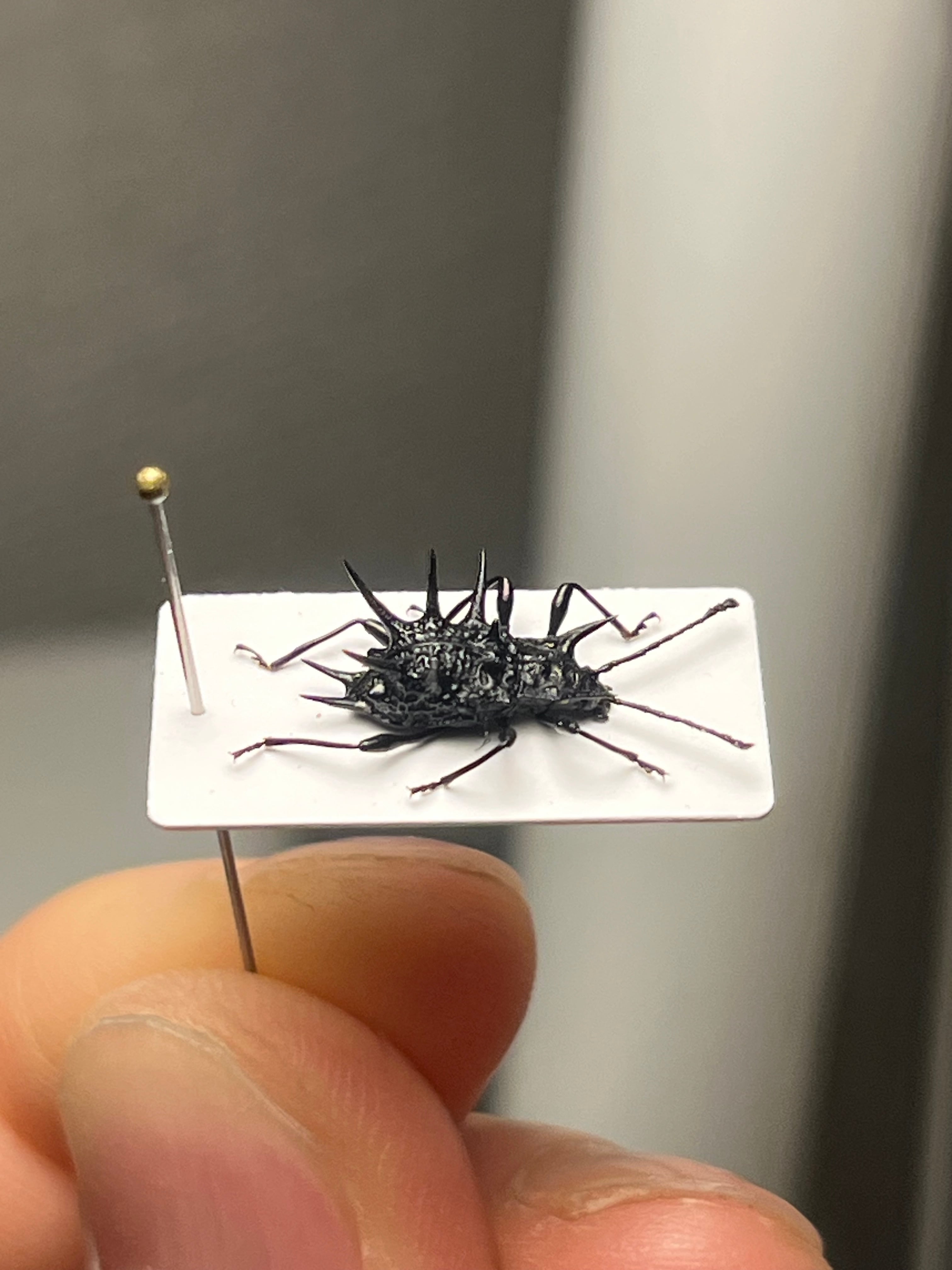 トゲトゲテントウムシダマシ 昆虫標本 Cacodaemonフトタマムシ
