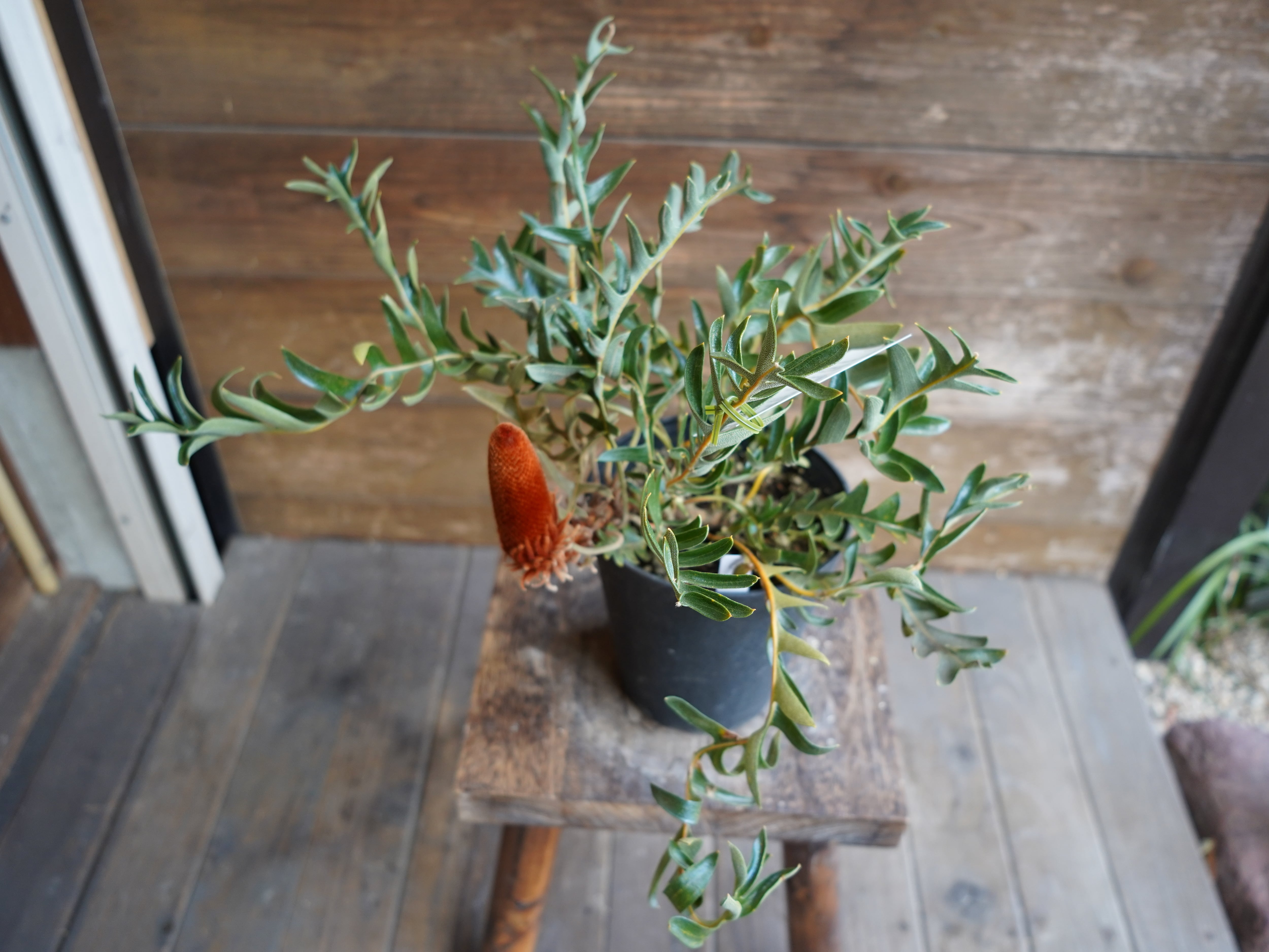 【現物】バンクシア "ブレイクニフォリア" C