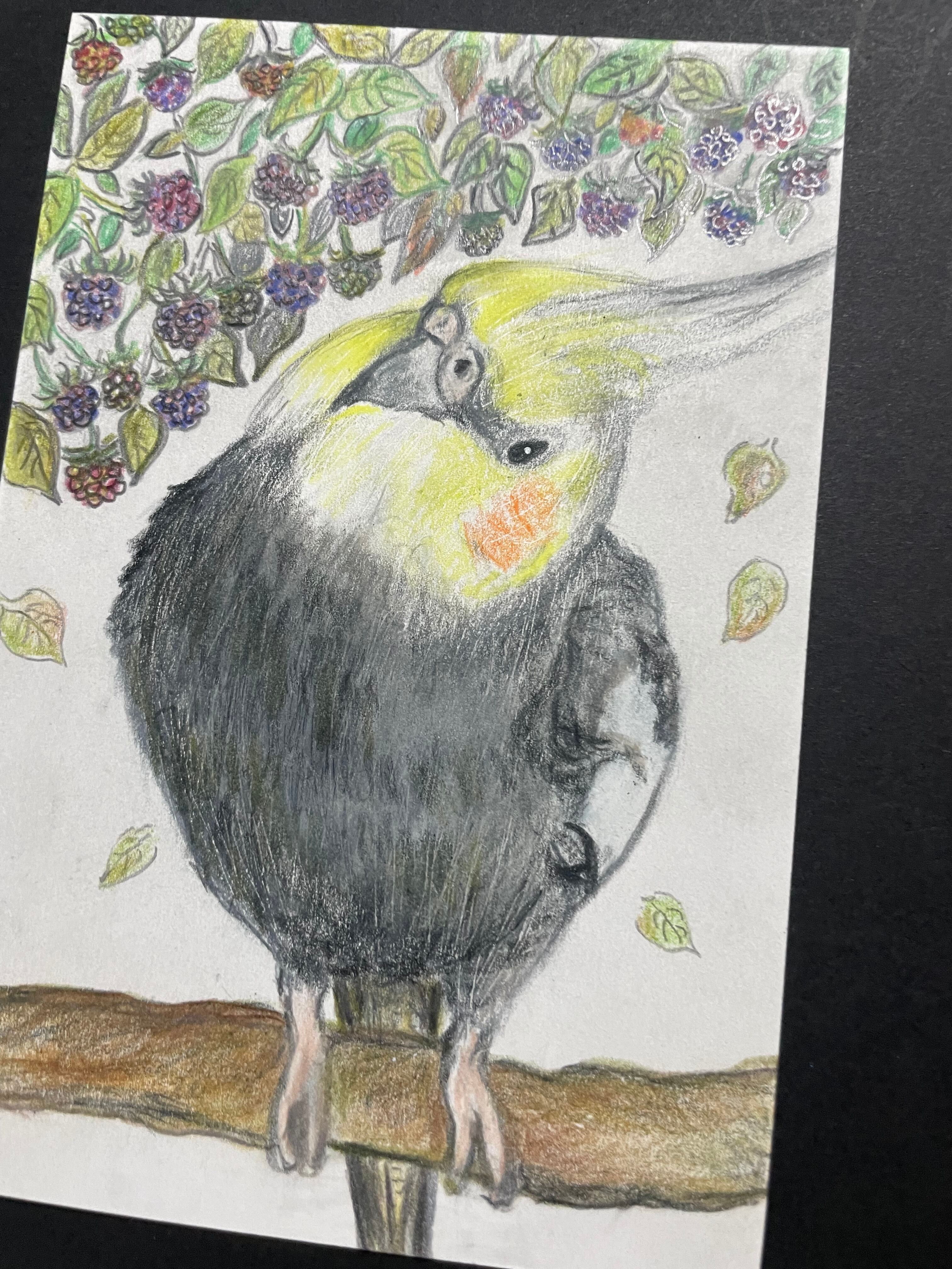 色鉛筆画 リアル可愛いオカメインコ色鉛筆画 原画 鳥 インコ 木の実 ゆ