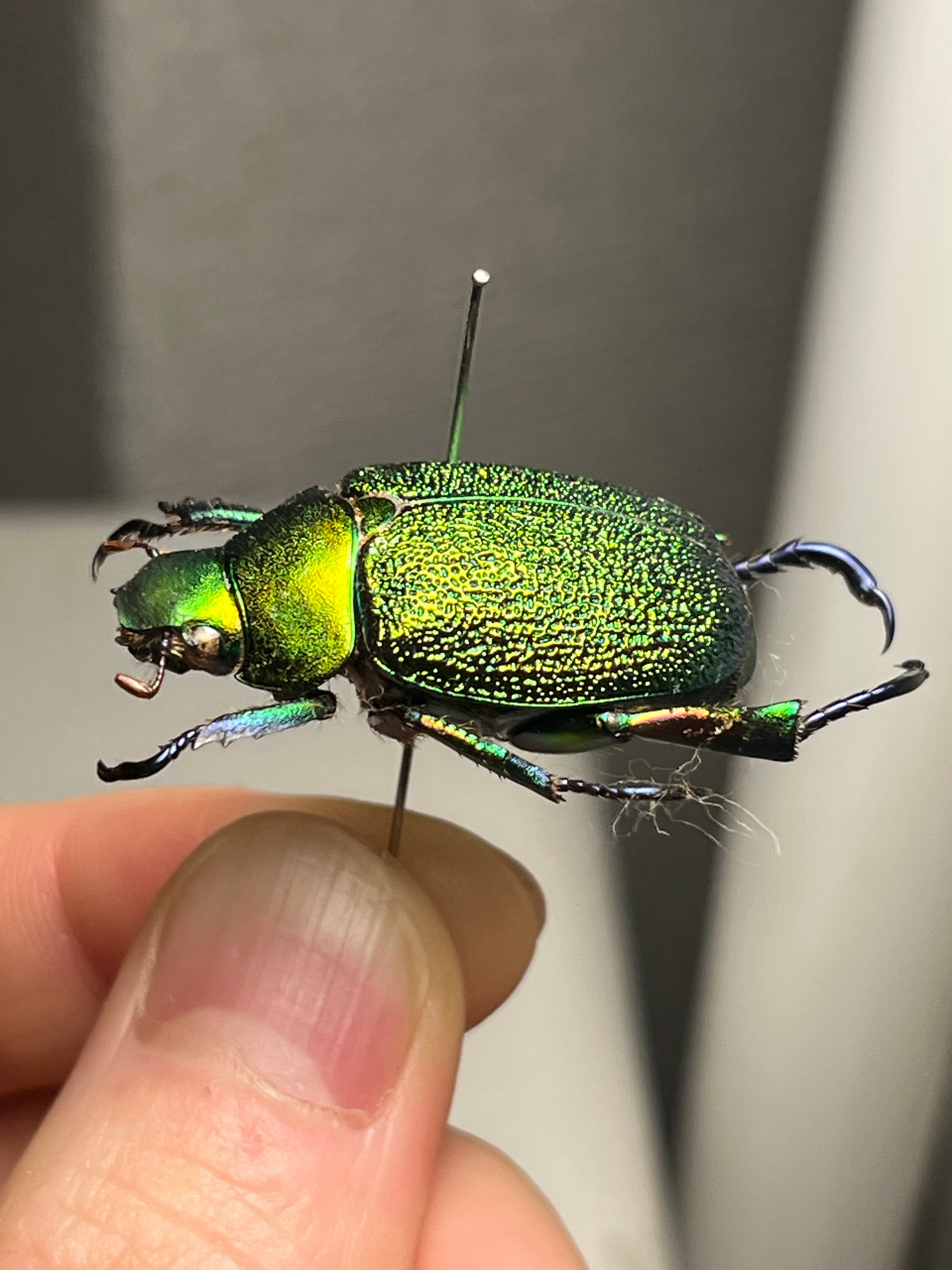 32mm】アシナガミドリツヤツヤコガネ 昆虫標本 プラチナコガネ