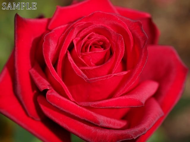 薔薇　熱情  TIFF