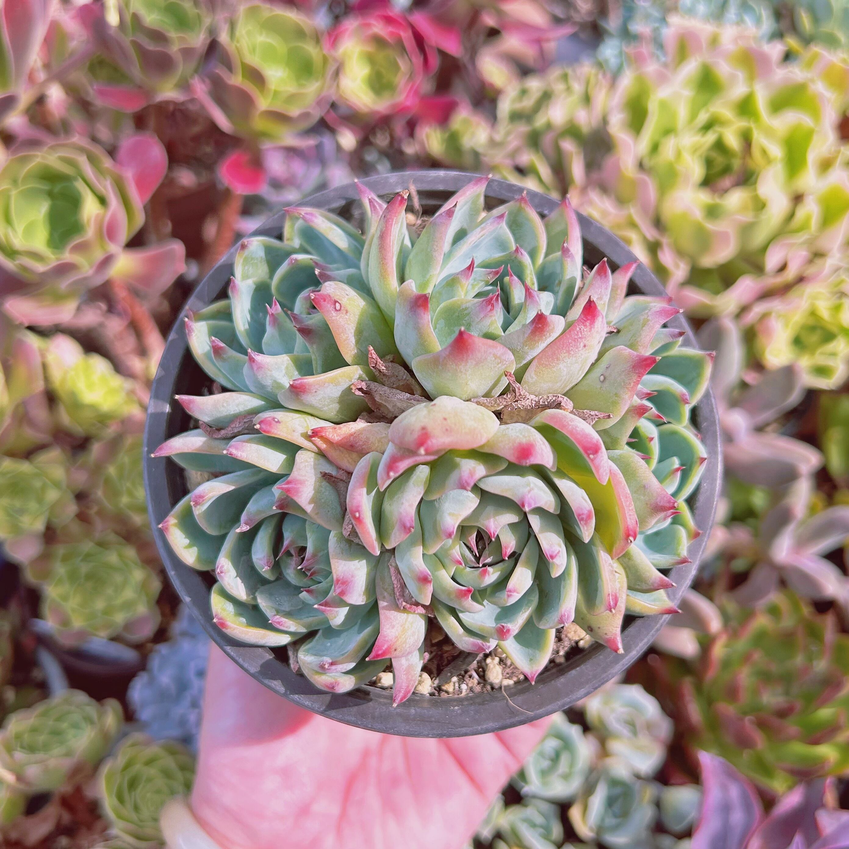 現物　多肉植物　Lindsay　特大　抜き苗