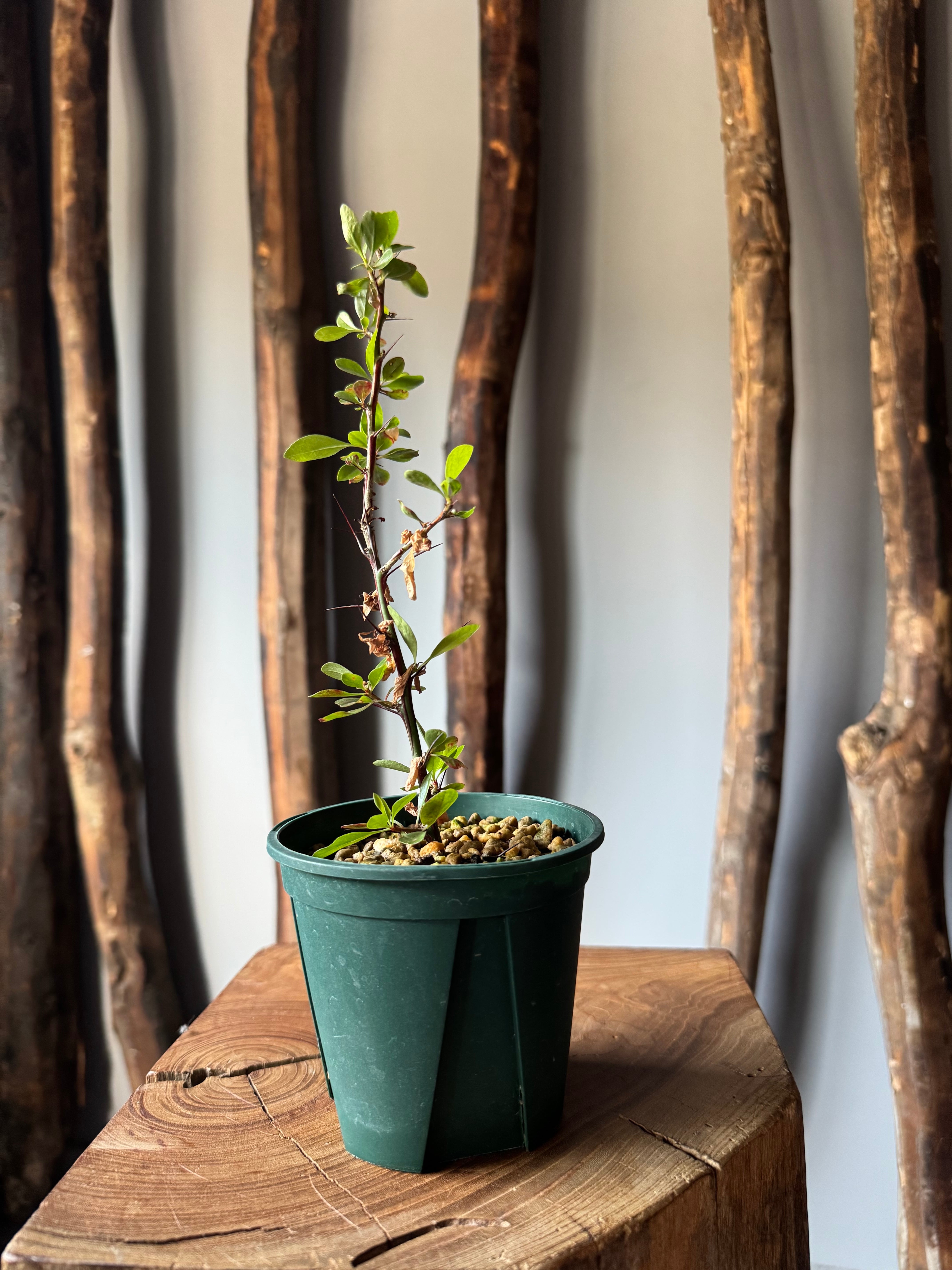 新着】Fouquieria fasciculata【激レア塊根の挿木】フォークイエリア