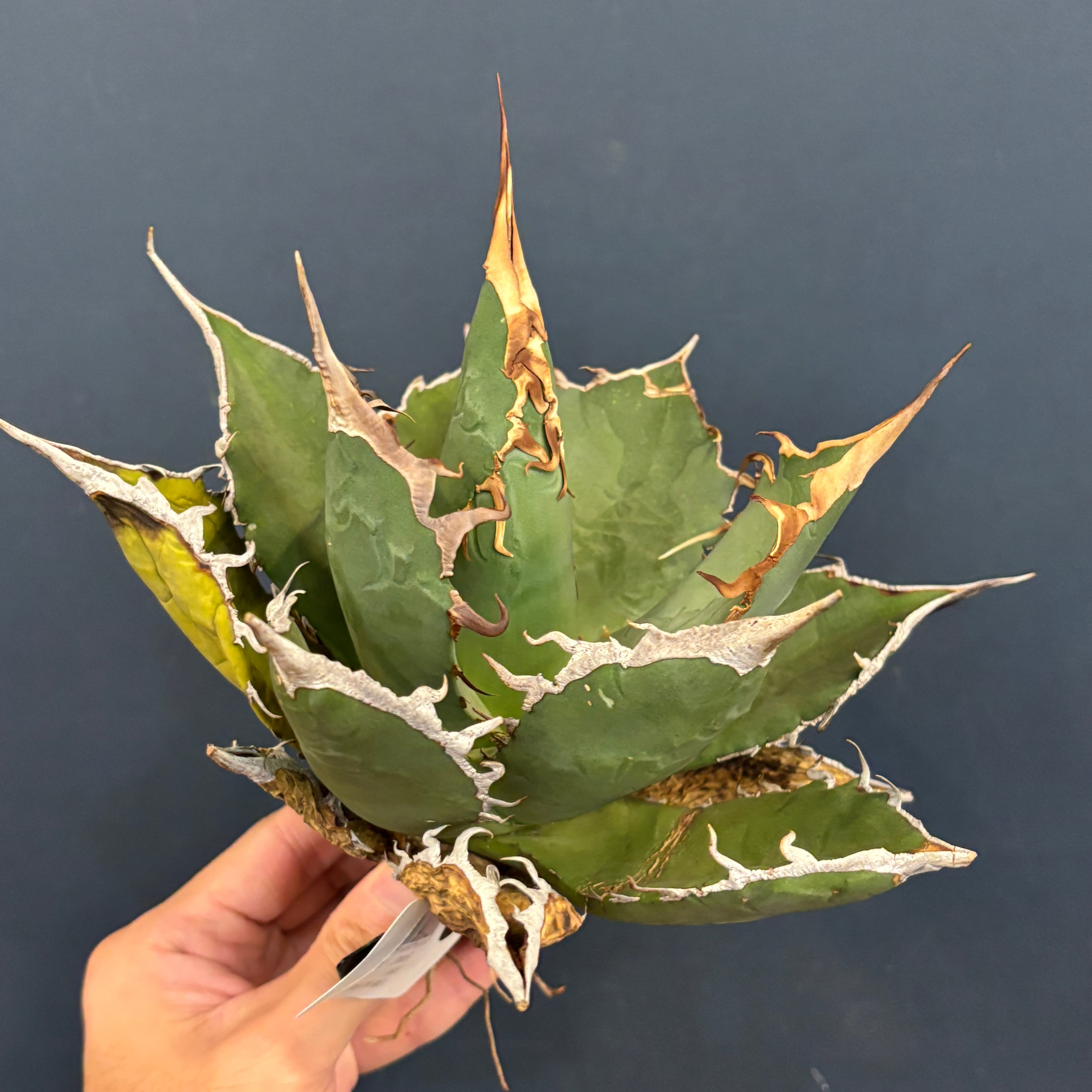 アガベ | PROTOLEAF プロトリーフ