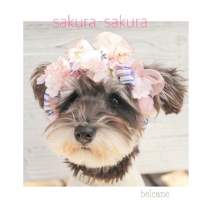 sakura-sakura