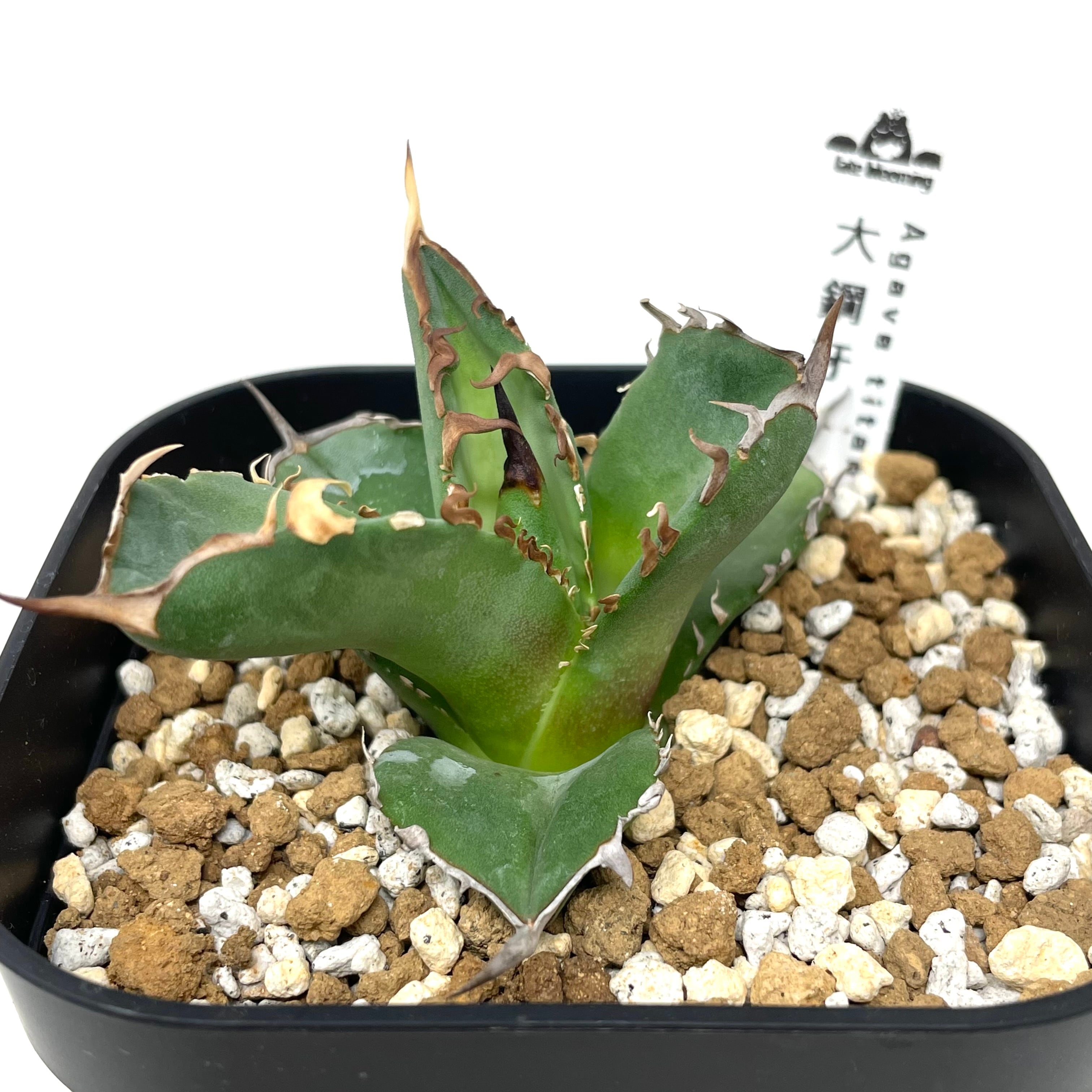 アガベ agave チタノタ 白排刺 大鋼牙