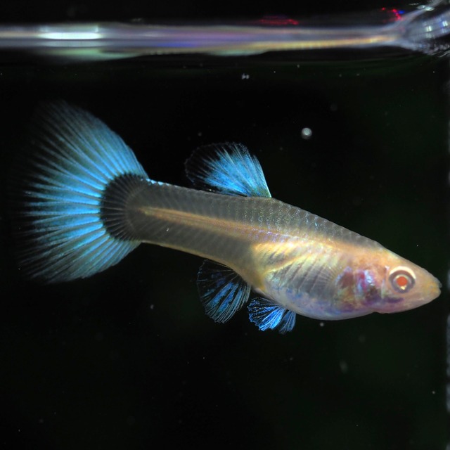 【セール】RREAドイツイエロータキシード　若魚2ペア