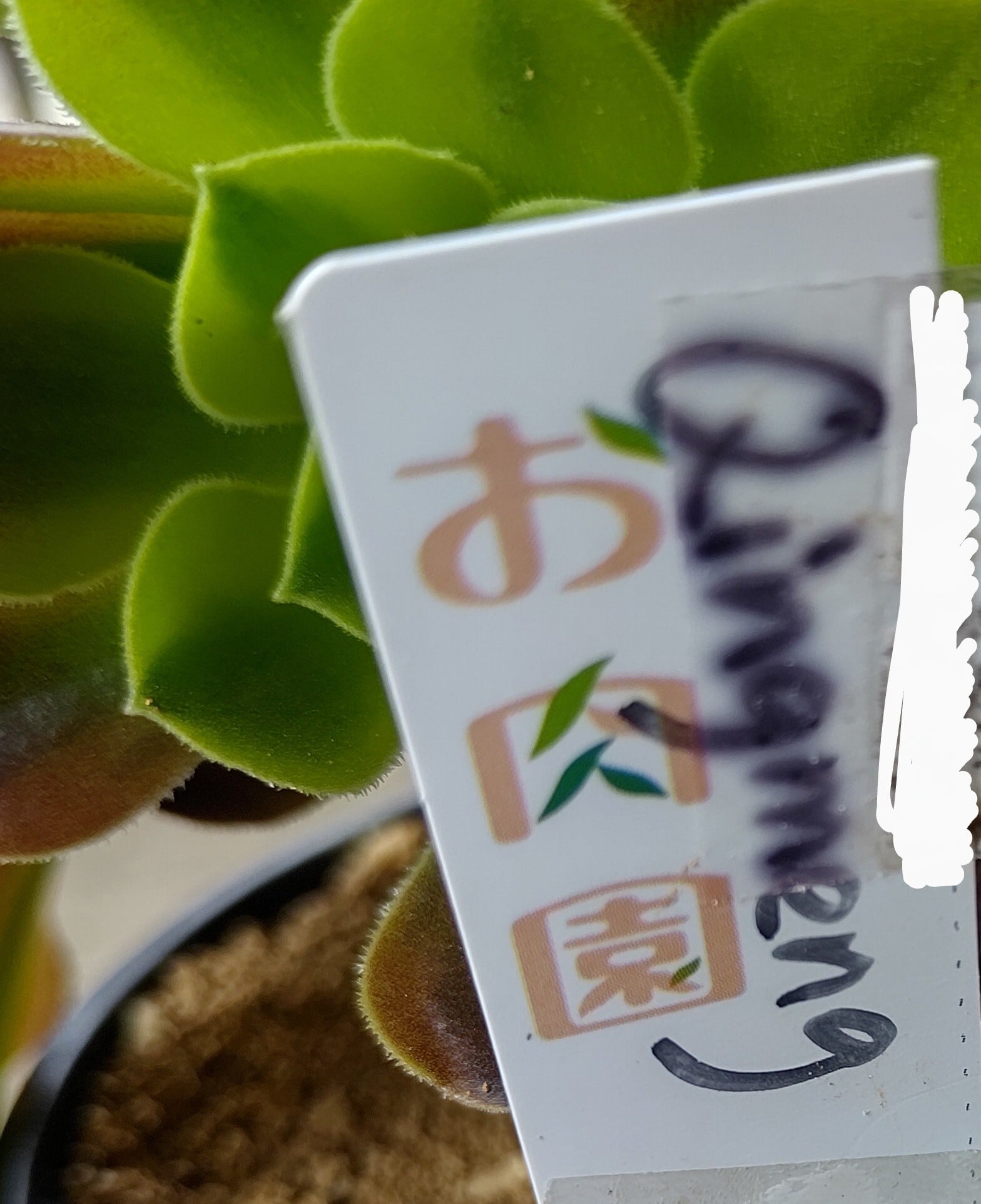 Qingmeng (アエオニウム)A | RuPo 多肉植物専門店