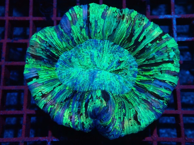 【現地買付】Wellsophyllia Radiata UltraGrade